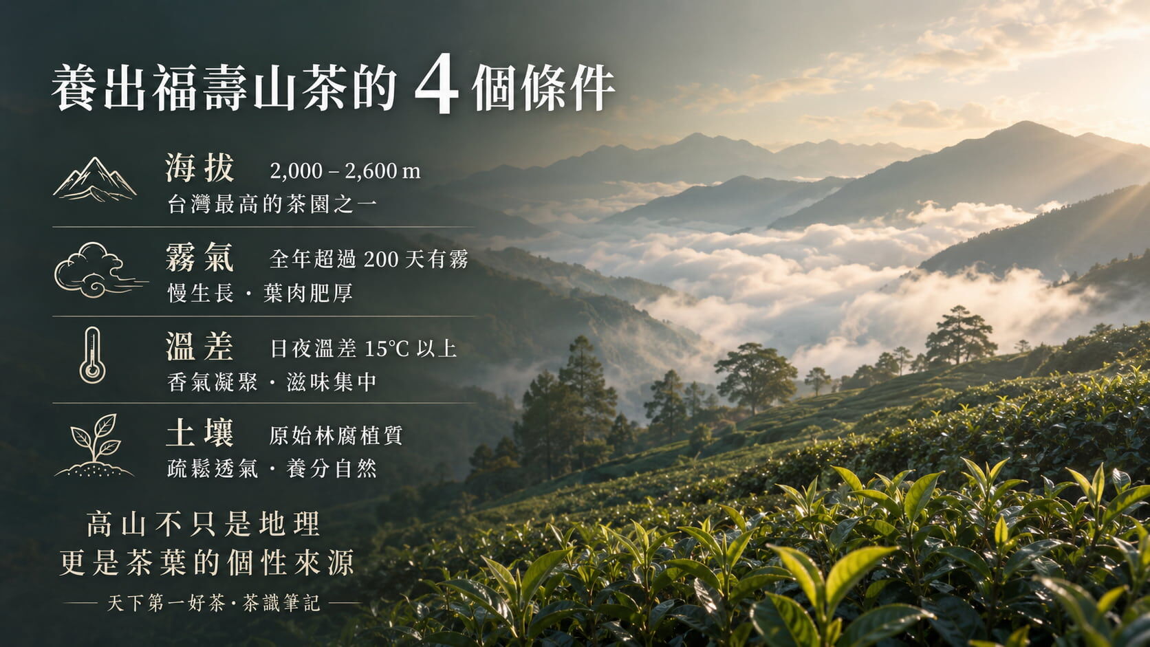 福壽山茶產區四大環境條件圖，海拔2000至2600公尺、全年200天霧氣、日夜溫差15度以上、原始林腐植質土壤