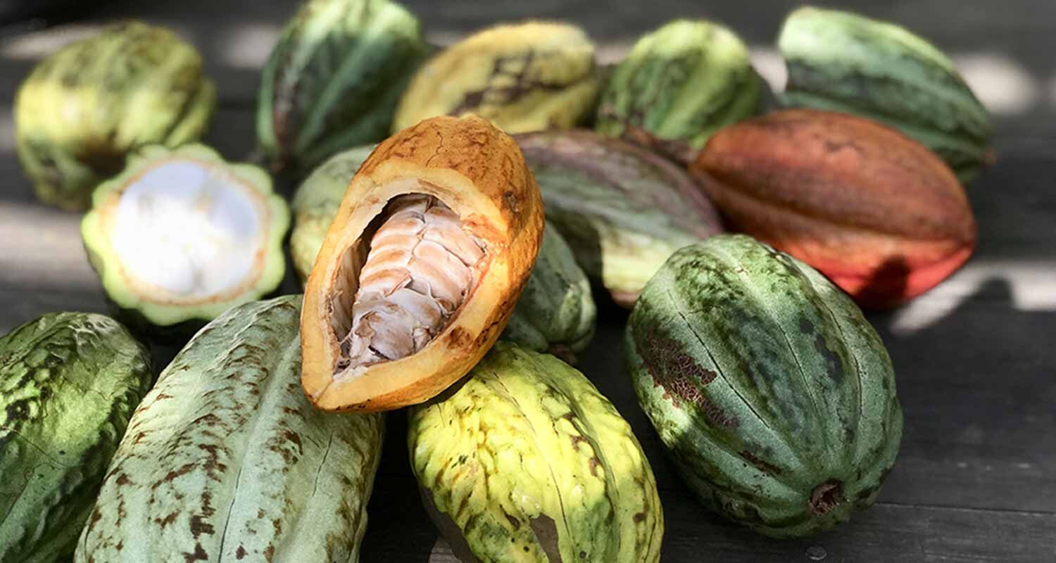 剖開的可可果