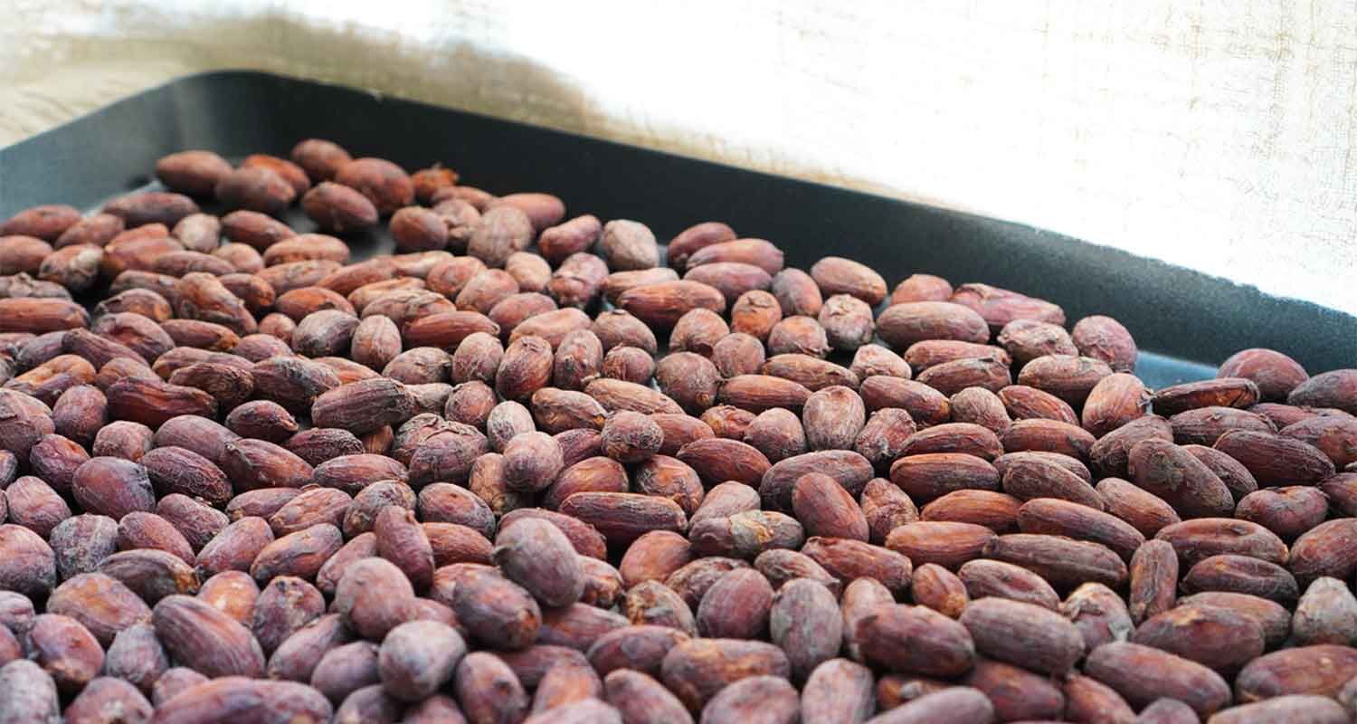 可可豆烘焙圖
