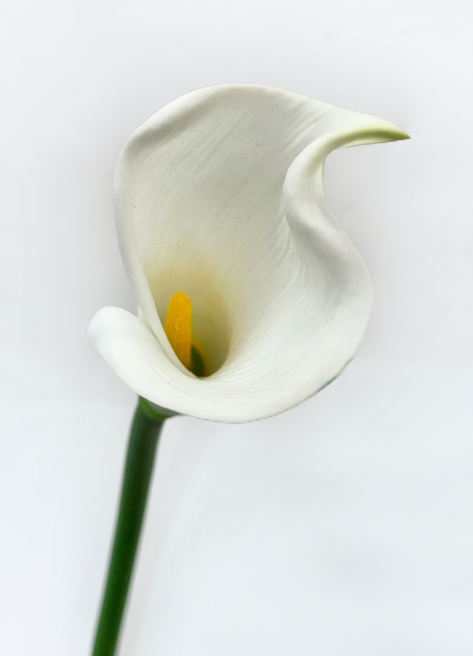 擬真海芋