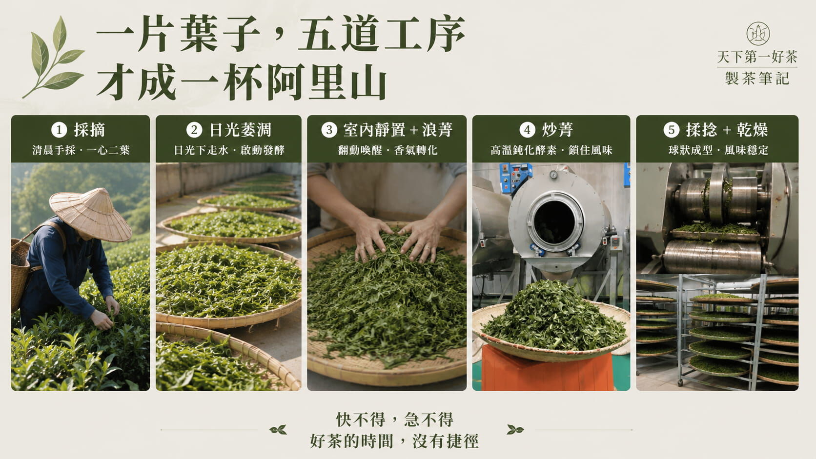 阿里山茶製茶五道工序流程圖，採摘、日光萎凋、室內浪菁、炒青、揉捻乾燥的工藝步驟說明