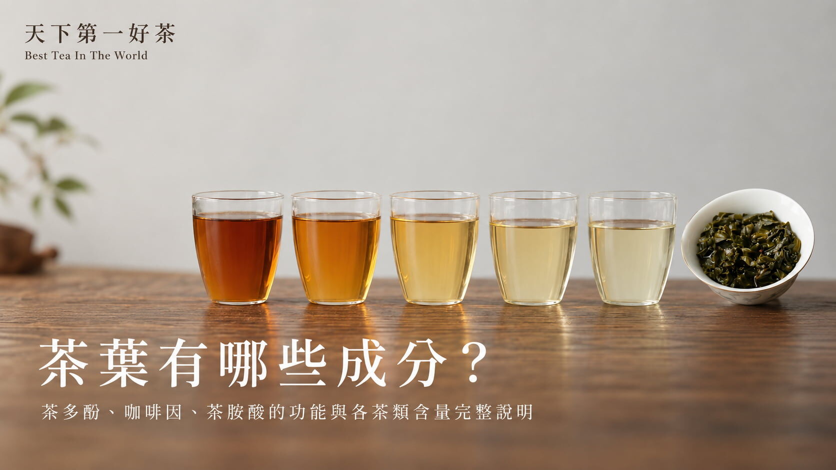 茶葉有哪些成分？茶多酚、咖啡因、茶胺酸的功能與各茶類含量完整說明