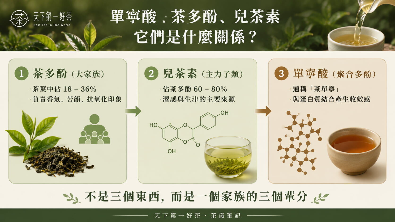 茶葉單寧酸與茶多酚、兒茶素關係階層圖，茶多酚為大家族包含兒茶素，兒茶素聚合成單寧酸
