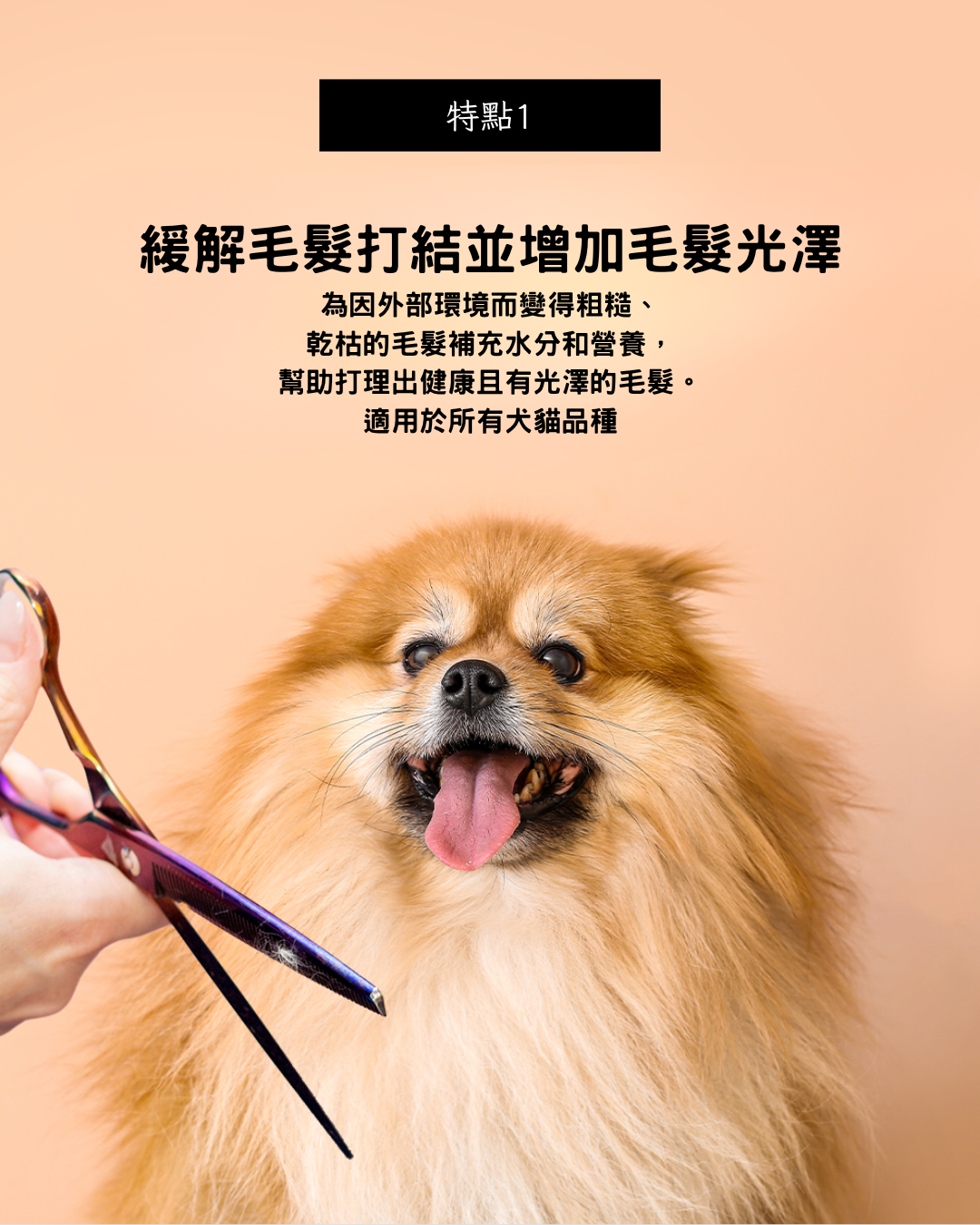 RenaDog摩洛哥堅果護毛素