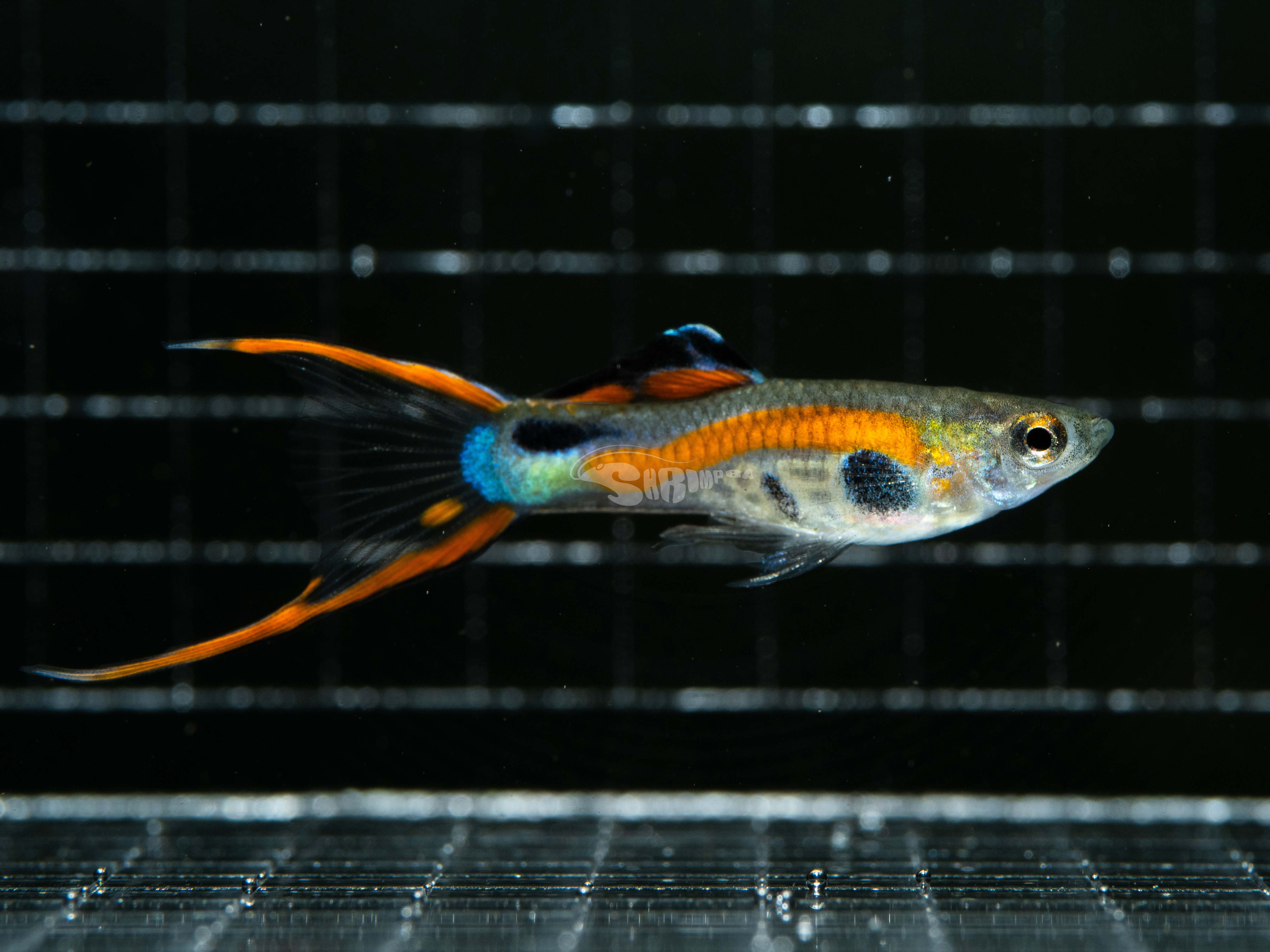 安德拉斯孔雀魚(雙劍/精靈）