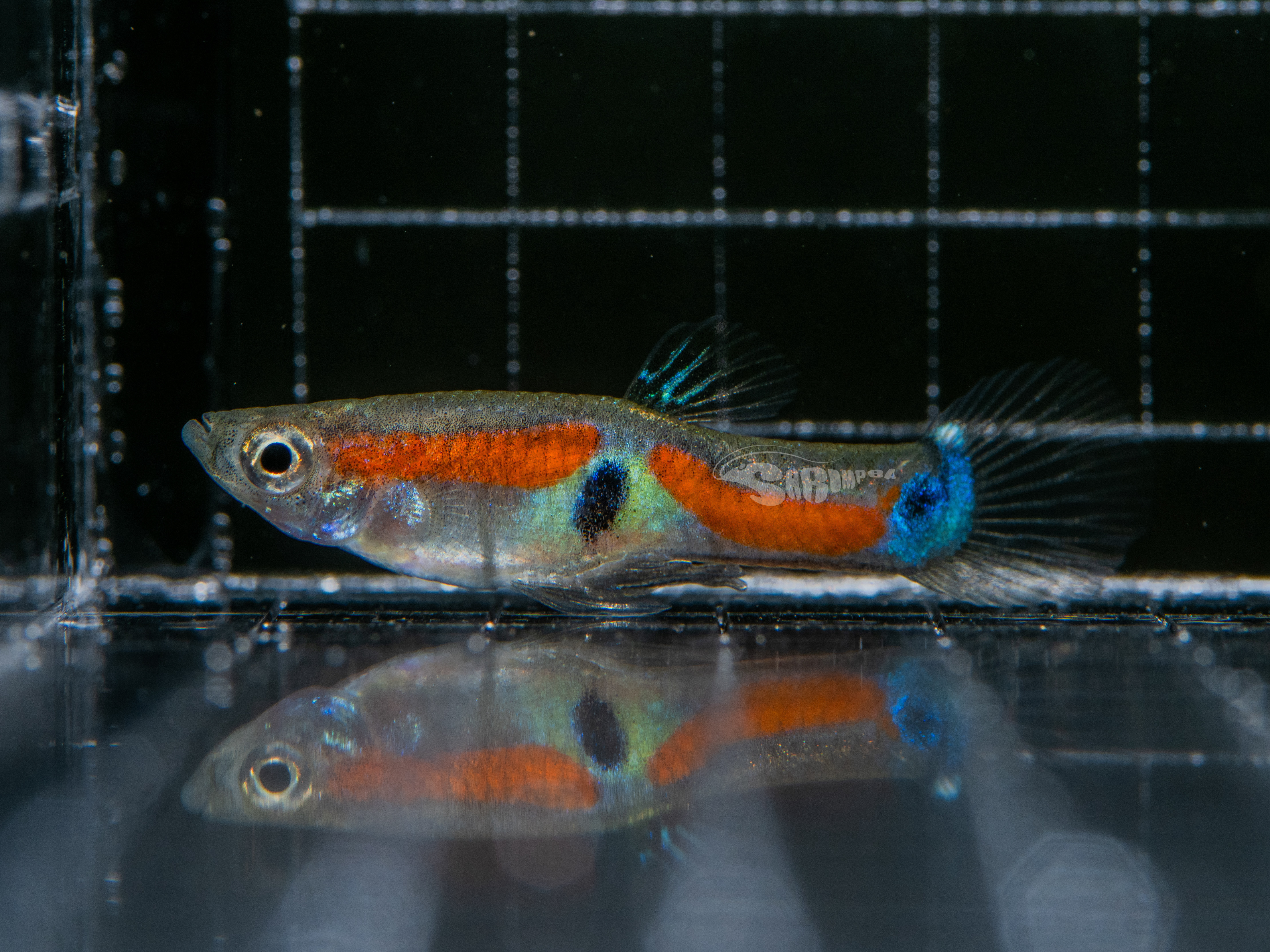 安德拉斯孔雀魚(雙劍/精靈）