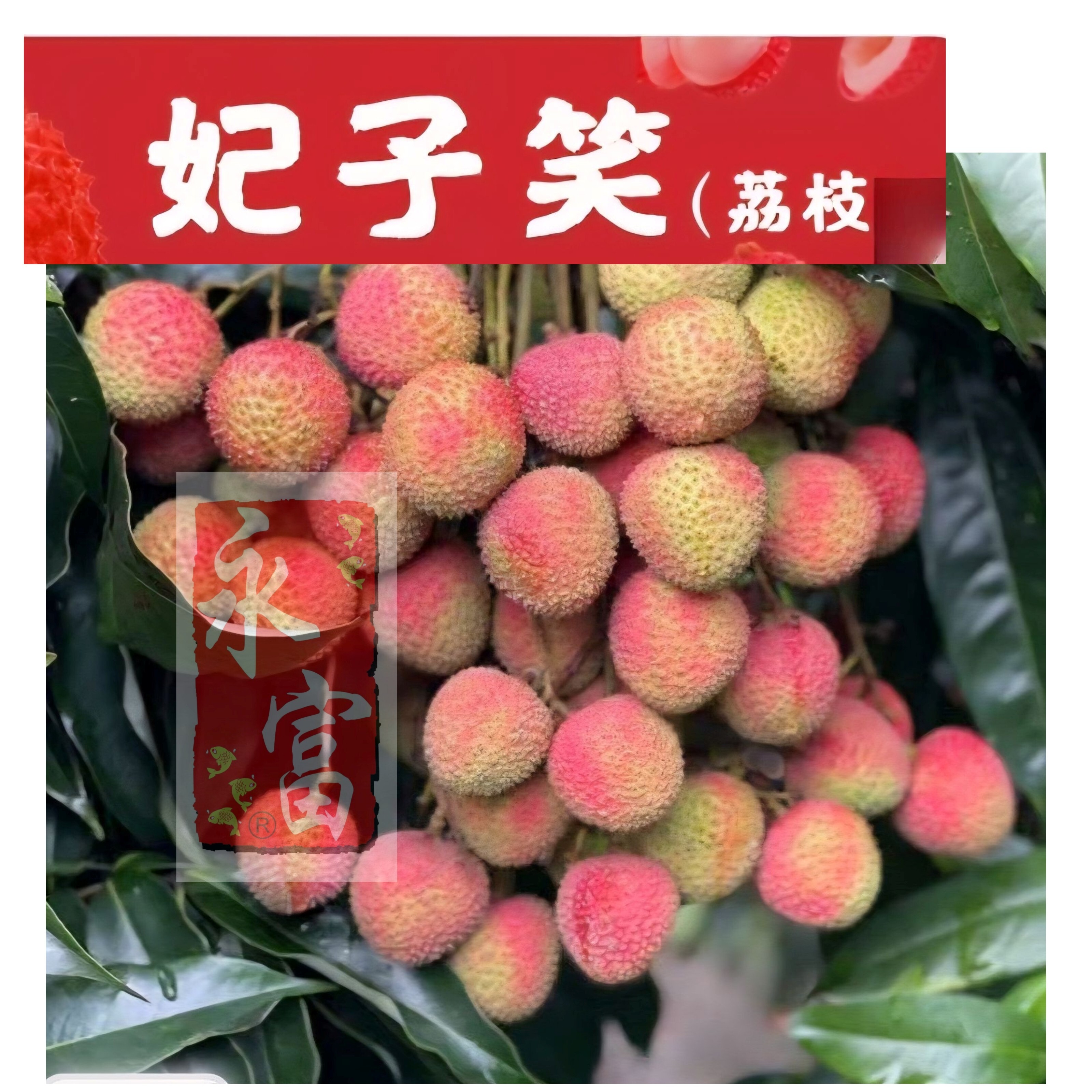 中國妃子笑荔枝(2磅)