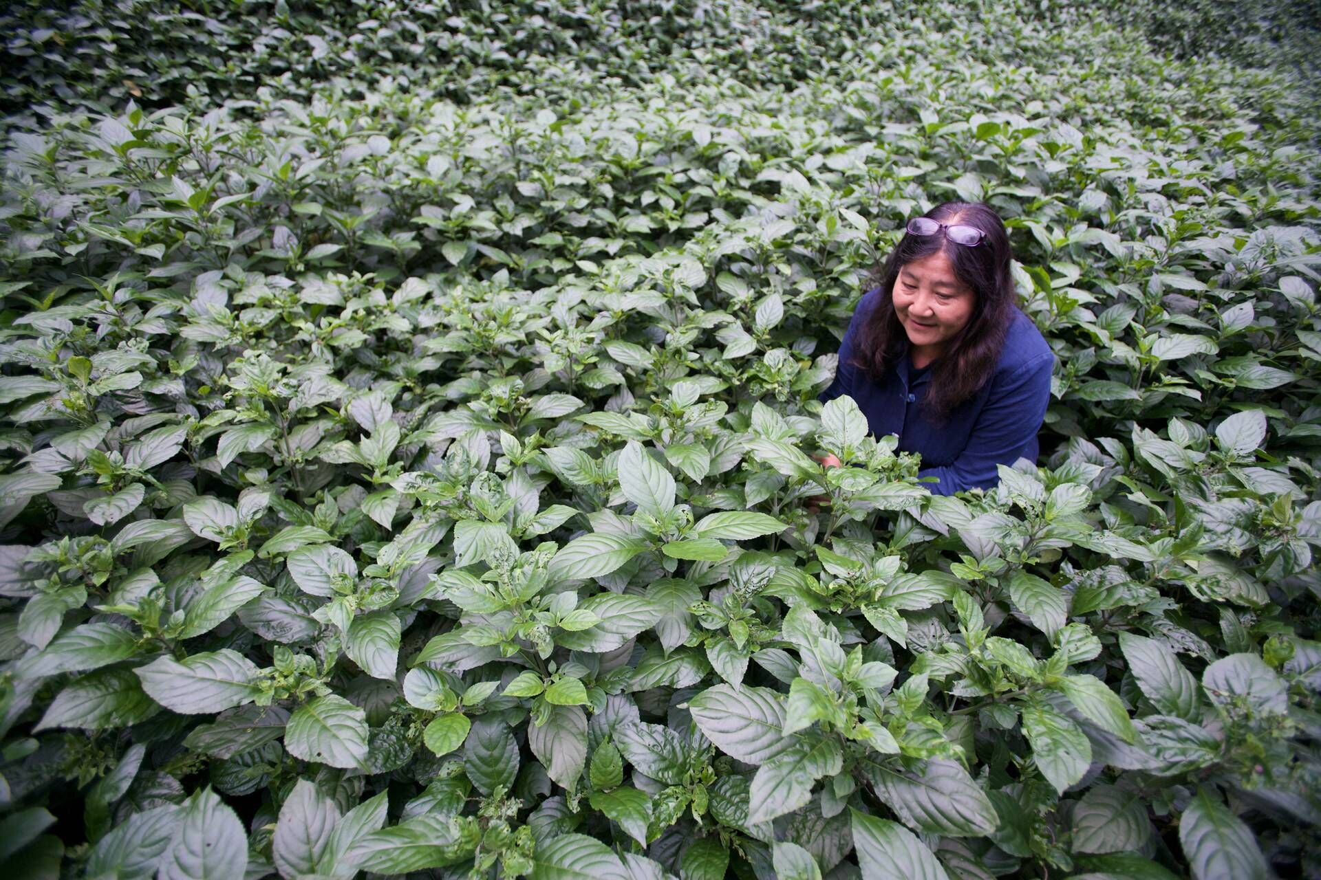 荷蘭人看上了台灣的農業開發潛力，委託原住民栽種藍草，再把提煉出來的藍靛輸往歐洲市場，成為台灣早期藍染技術的基礎。
