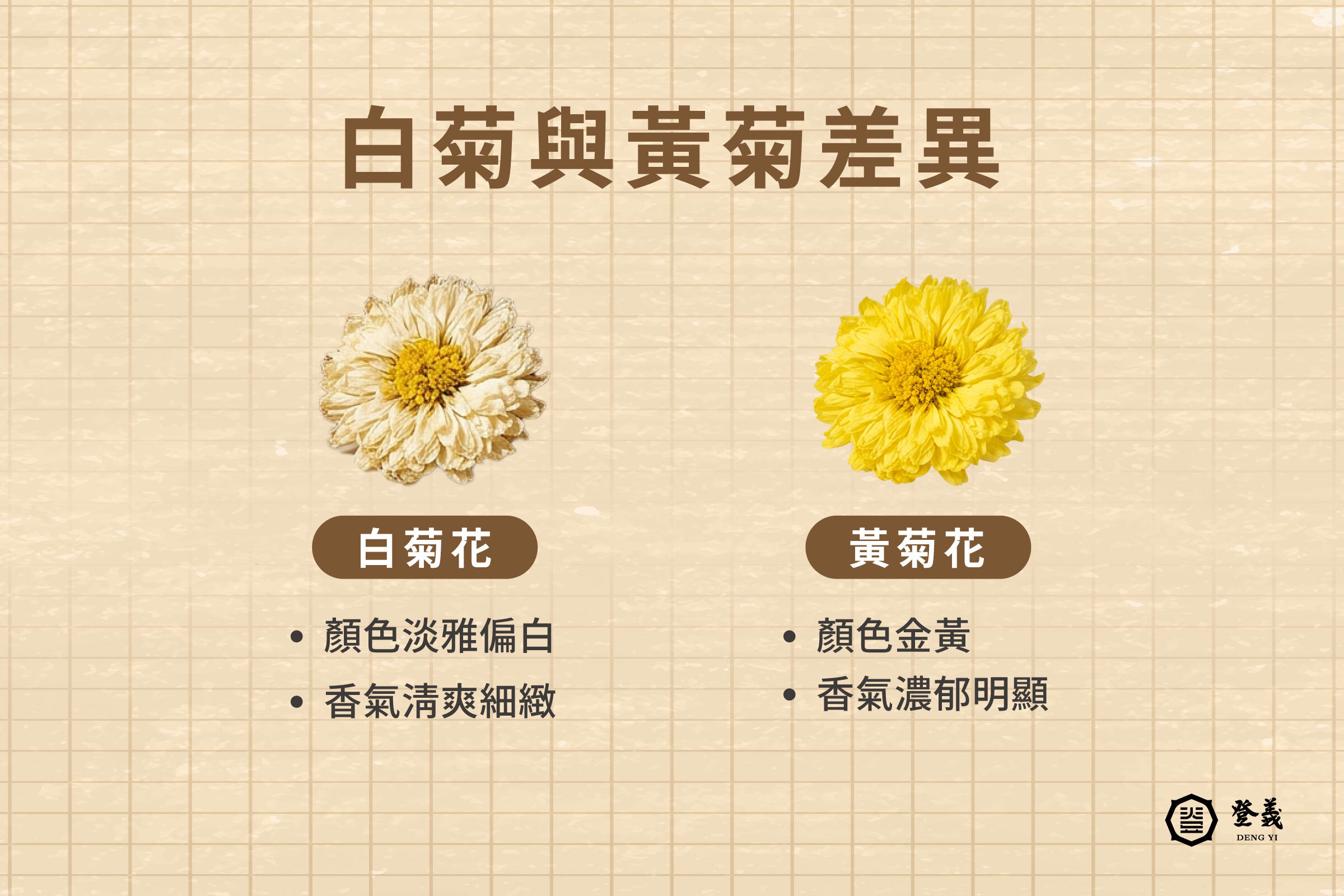 菊花的種類與特色：白菊、黃菊的風味與差異