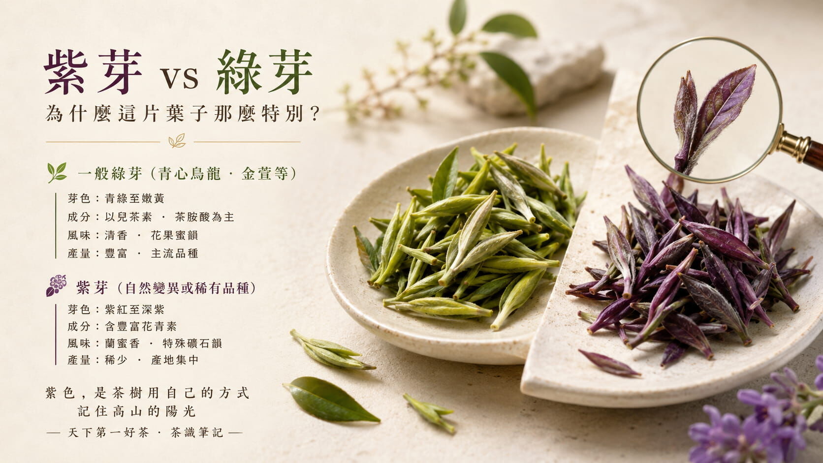 紫芽與一般綠芽茶對照圖，芽色、成分、風味、產量的差異說明