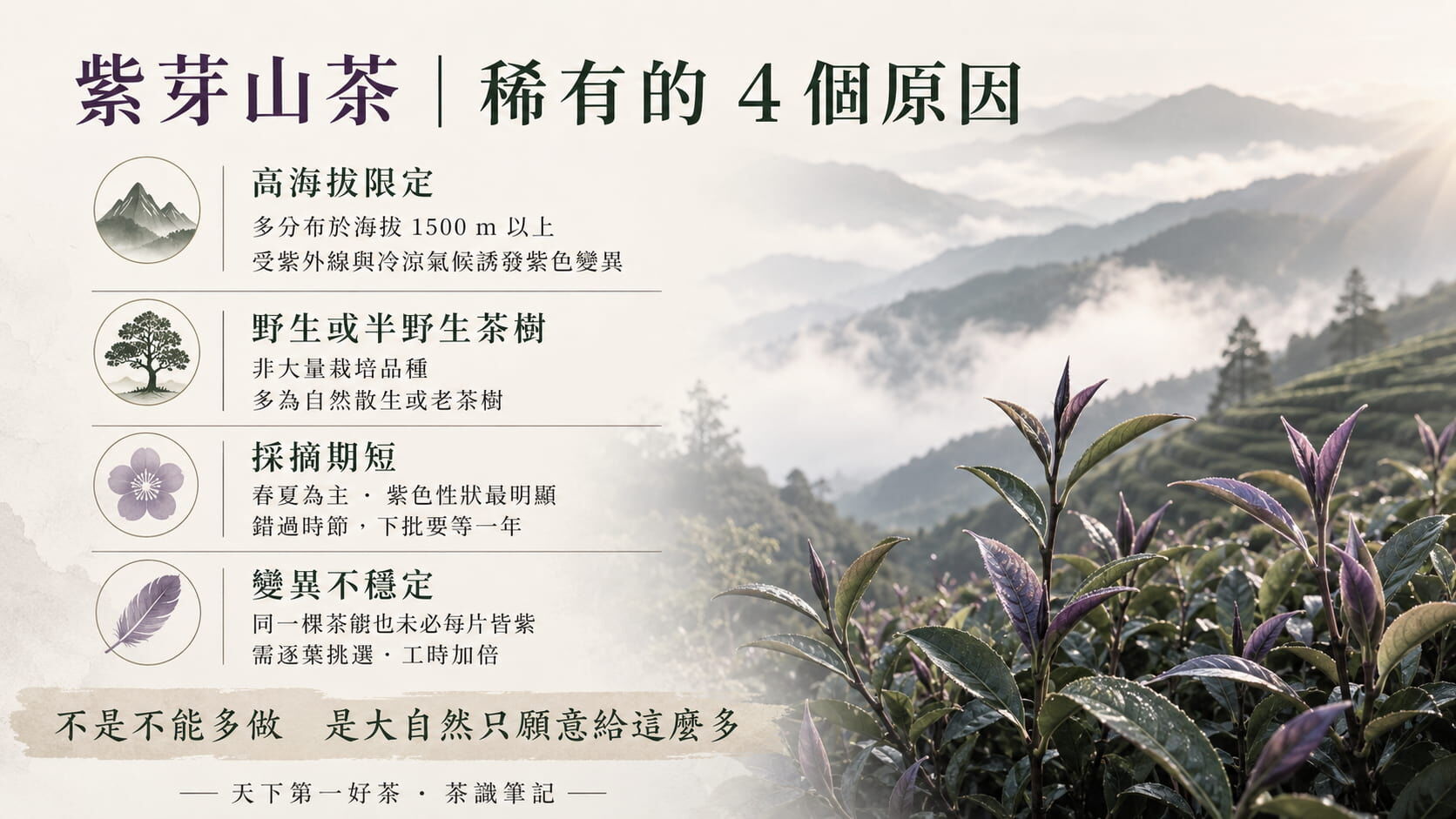紫芽山茶稀有的四個原因圖，高海拔限定、野生半野生茶樹、採摘期短、變異不穩定