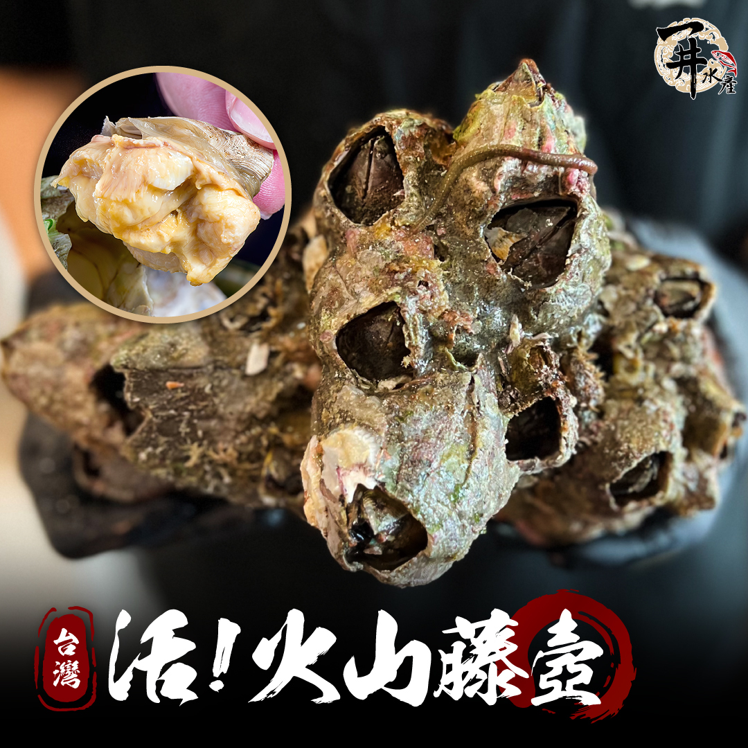 【活體】台灣火山藤壺 ⚠️冷藏寄送，請與冷凍商品分開下單⚠️