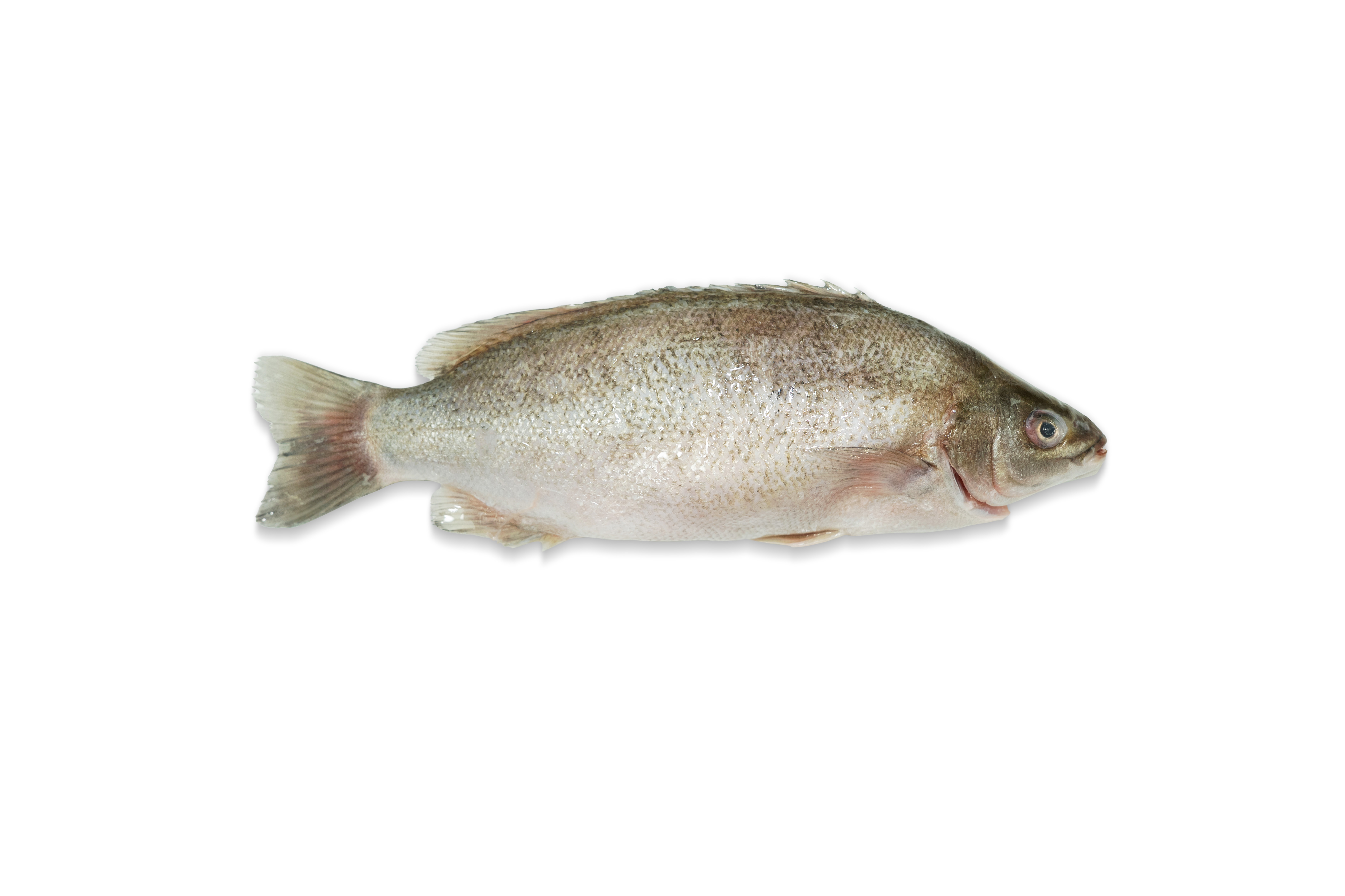 本地速凍優質寶石魚1條 300g/件