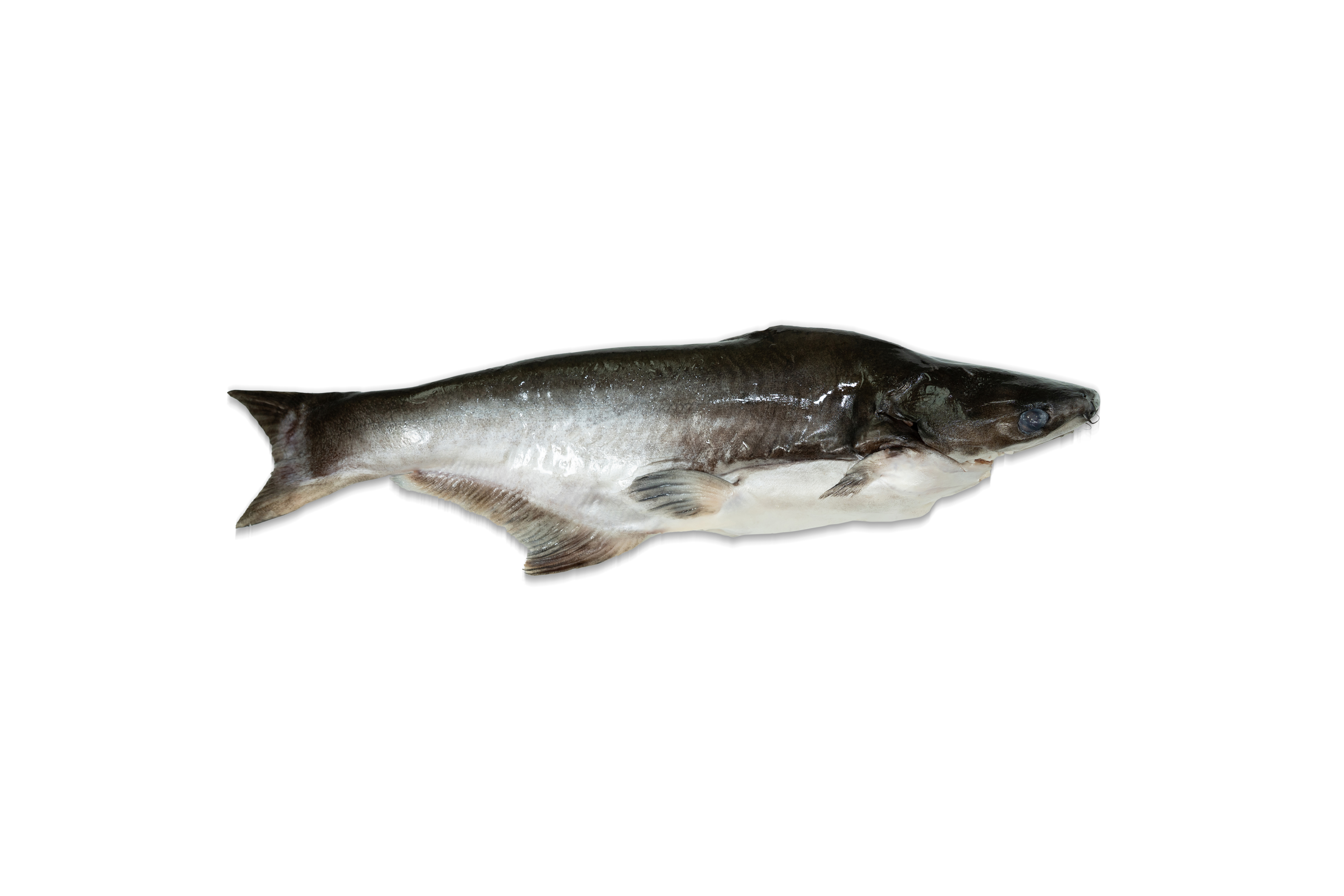 速凍本地巴丁魚 500g/條