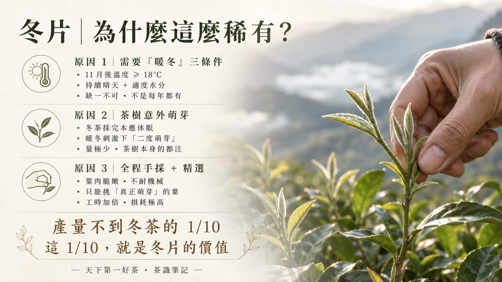 冬片茶稀有的三大原因圖，暖冬三條件、茶樹意外二度萌芽、全程手採精選的稀缺性說明