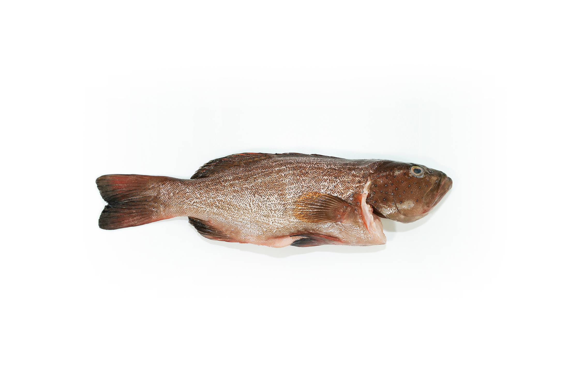 IQF Leopard Coral Trout 400g/pc