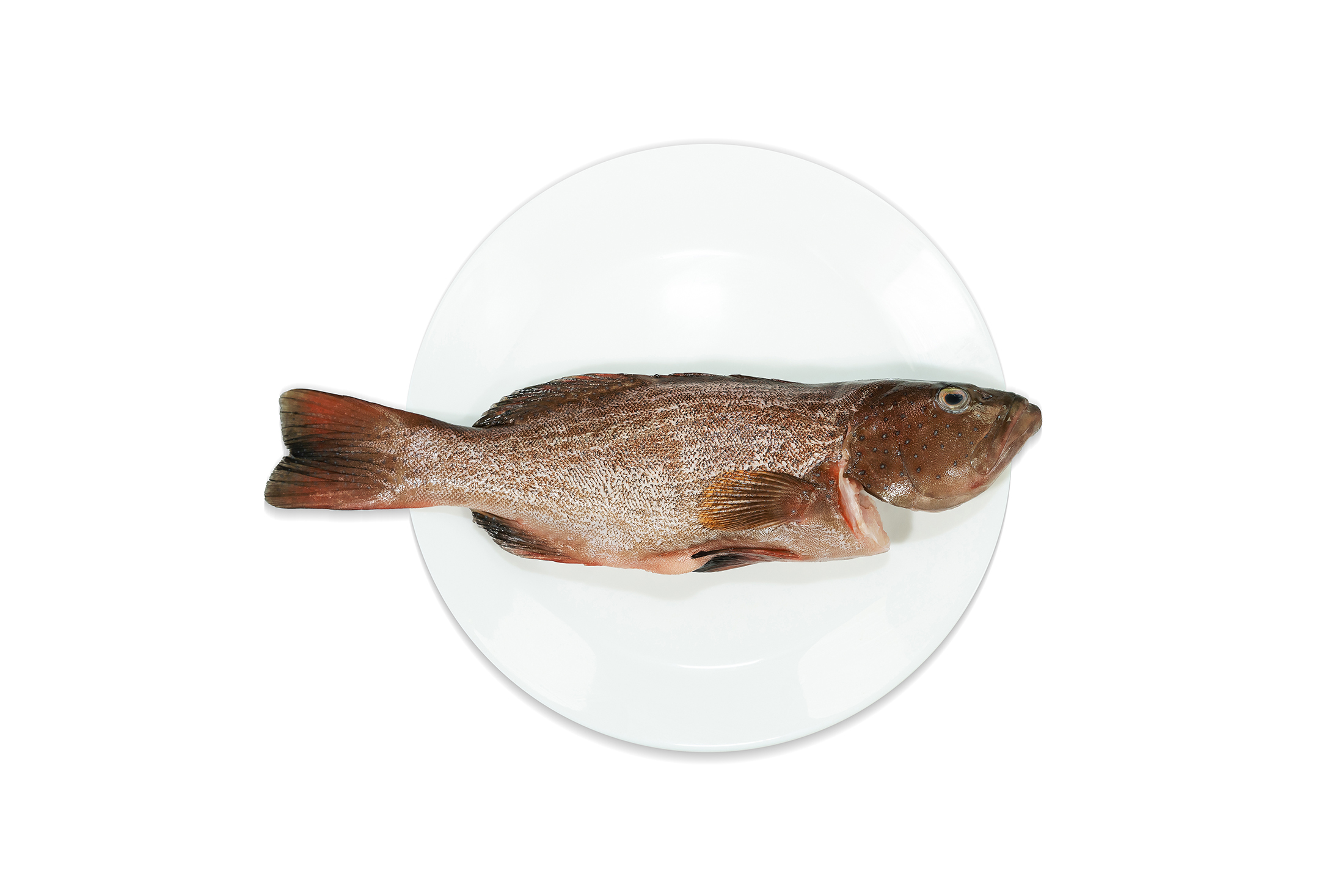 IQF Leopard Coral Trout 400g/pc