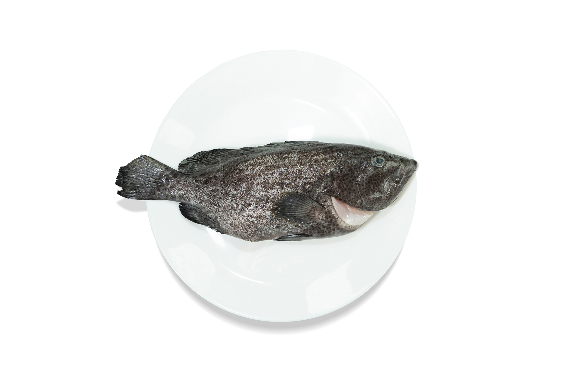 速凍藍瓜子斑 1條 1500g