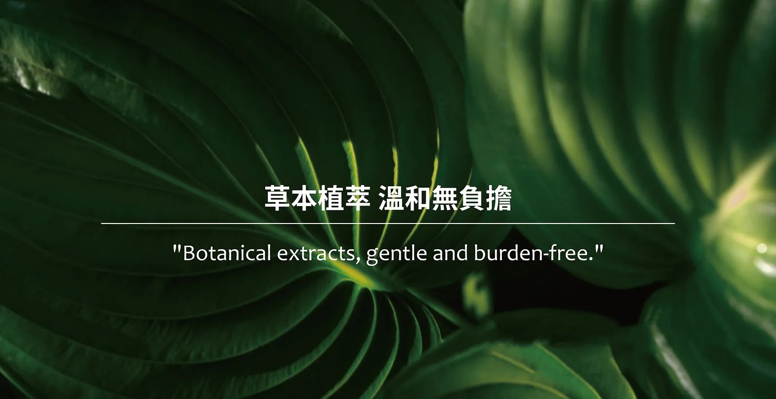 草本植萃溫和不負擔