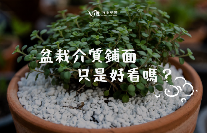 盆栽介質鋪面只是好看嗎?