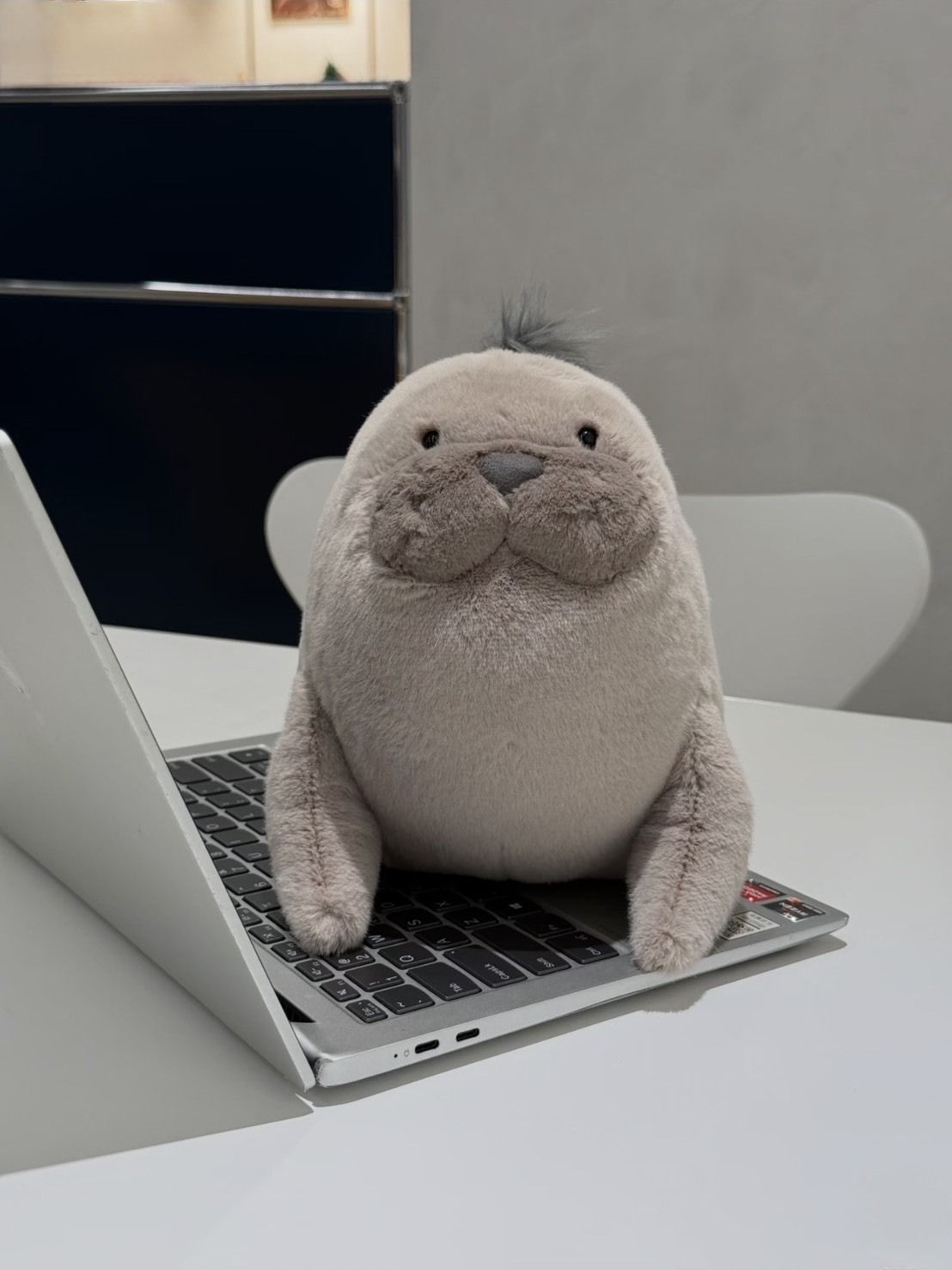 （預購）Jellycat  Roarwell 海獅 絨毛玩偶 🦭