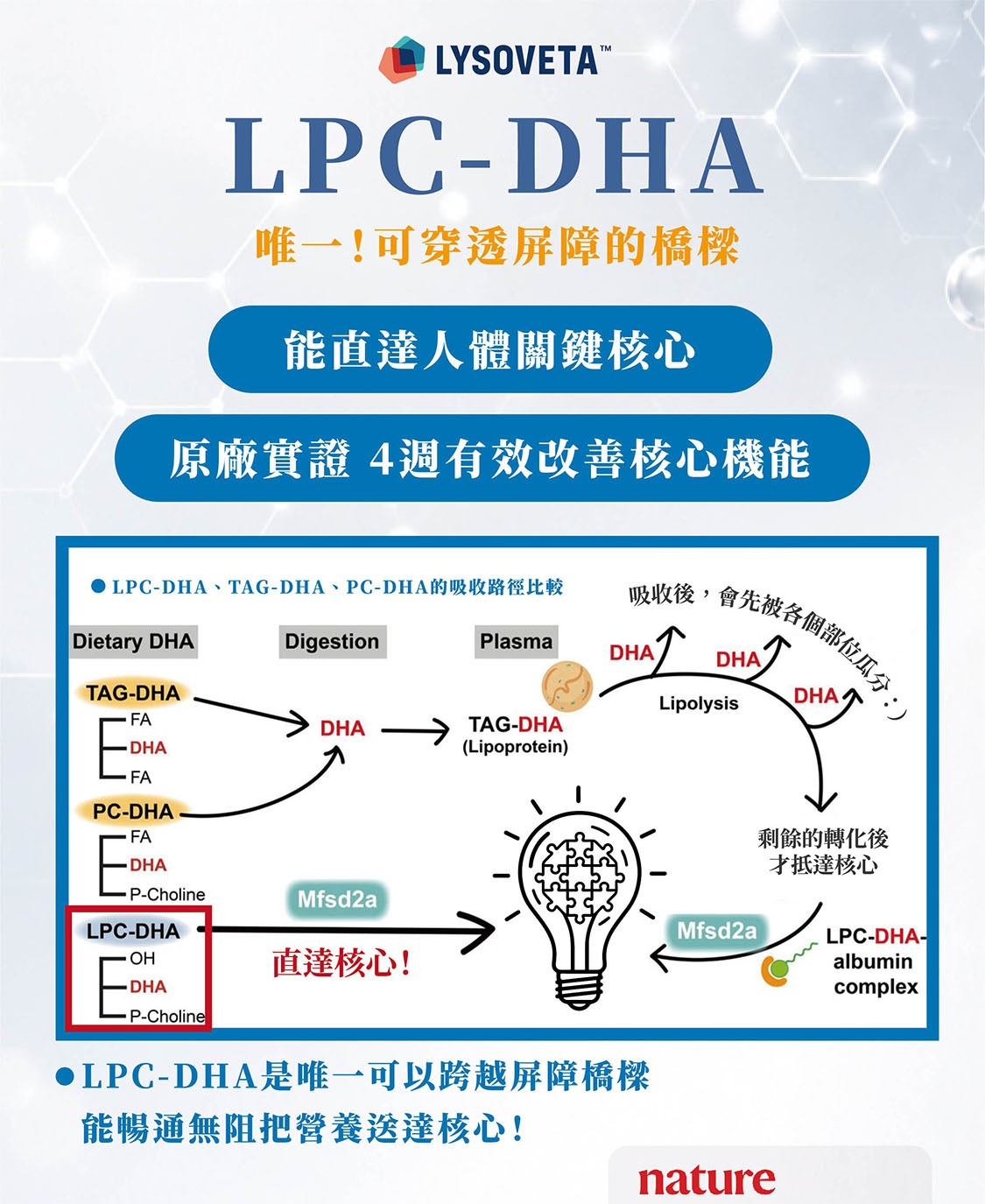 LPC-DHA是補腦保健品中唯一可穿透血腦屏障的原料,效果經原廠實驗證明,吸收路徑可直達大腦
