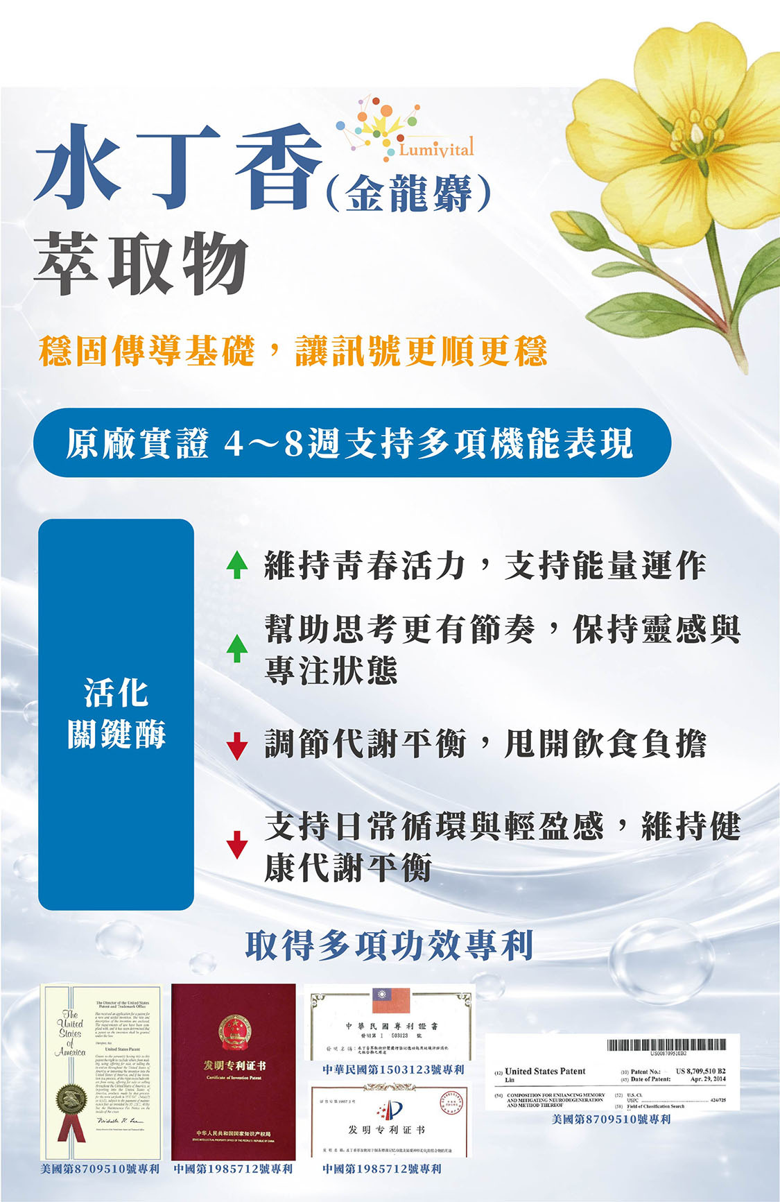 水丁香(金龍麝)萃取物幫助活化AMPK,促進神經傳導,降低血糖、血脂,取得美國與多國功效專利