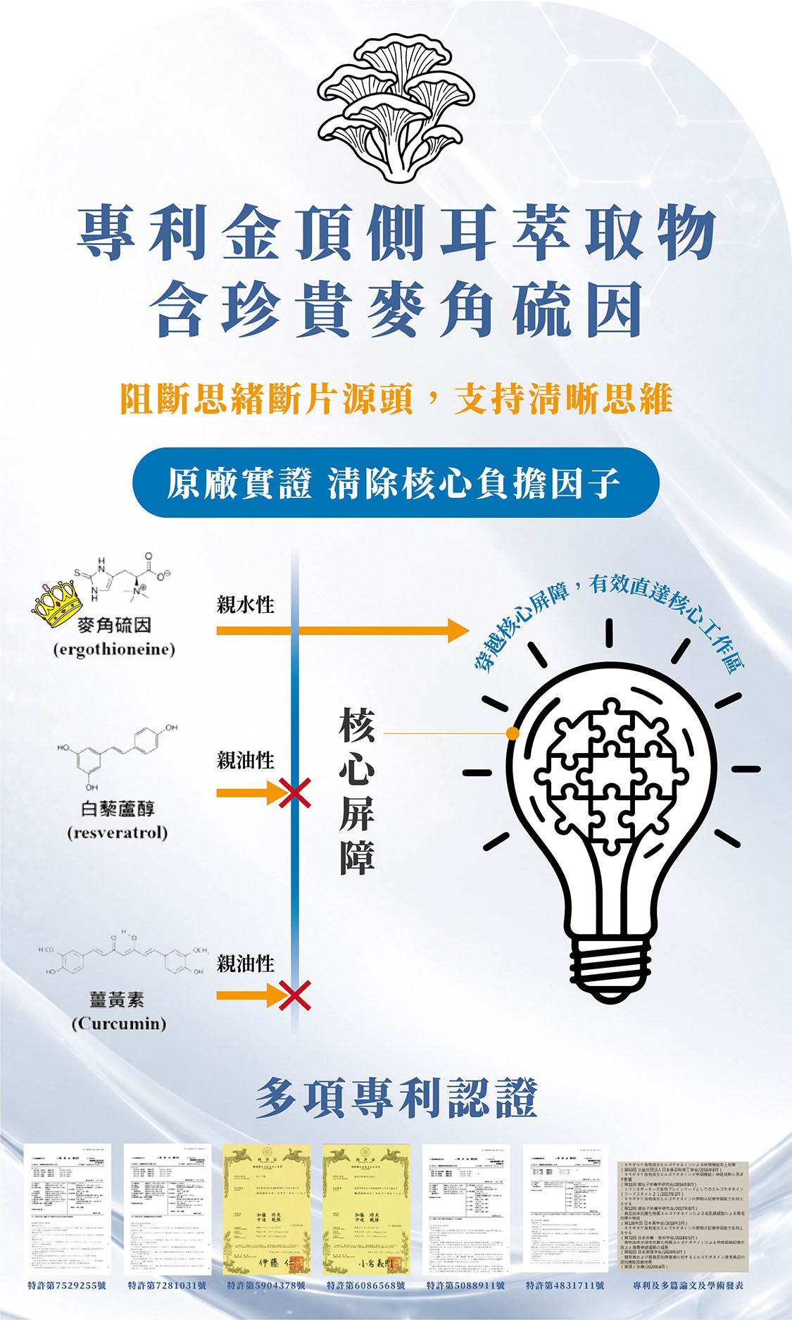 金頂側耳(麥角硫因)萃取物穿越血腦屏障,清除大腦累積的類澱粉毒性斑塊,從源頭預防老化及阿茲海默症
