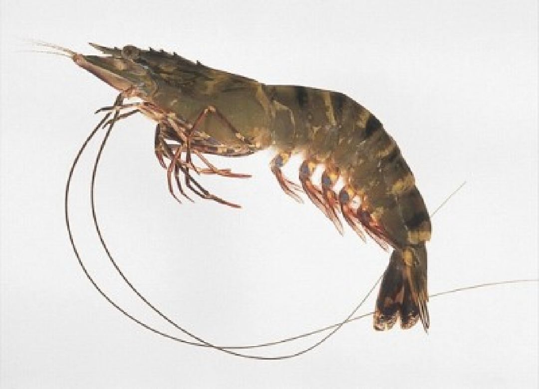 IQF Local AFFS Tiger Prawn 300g