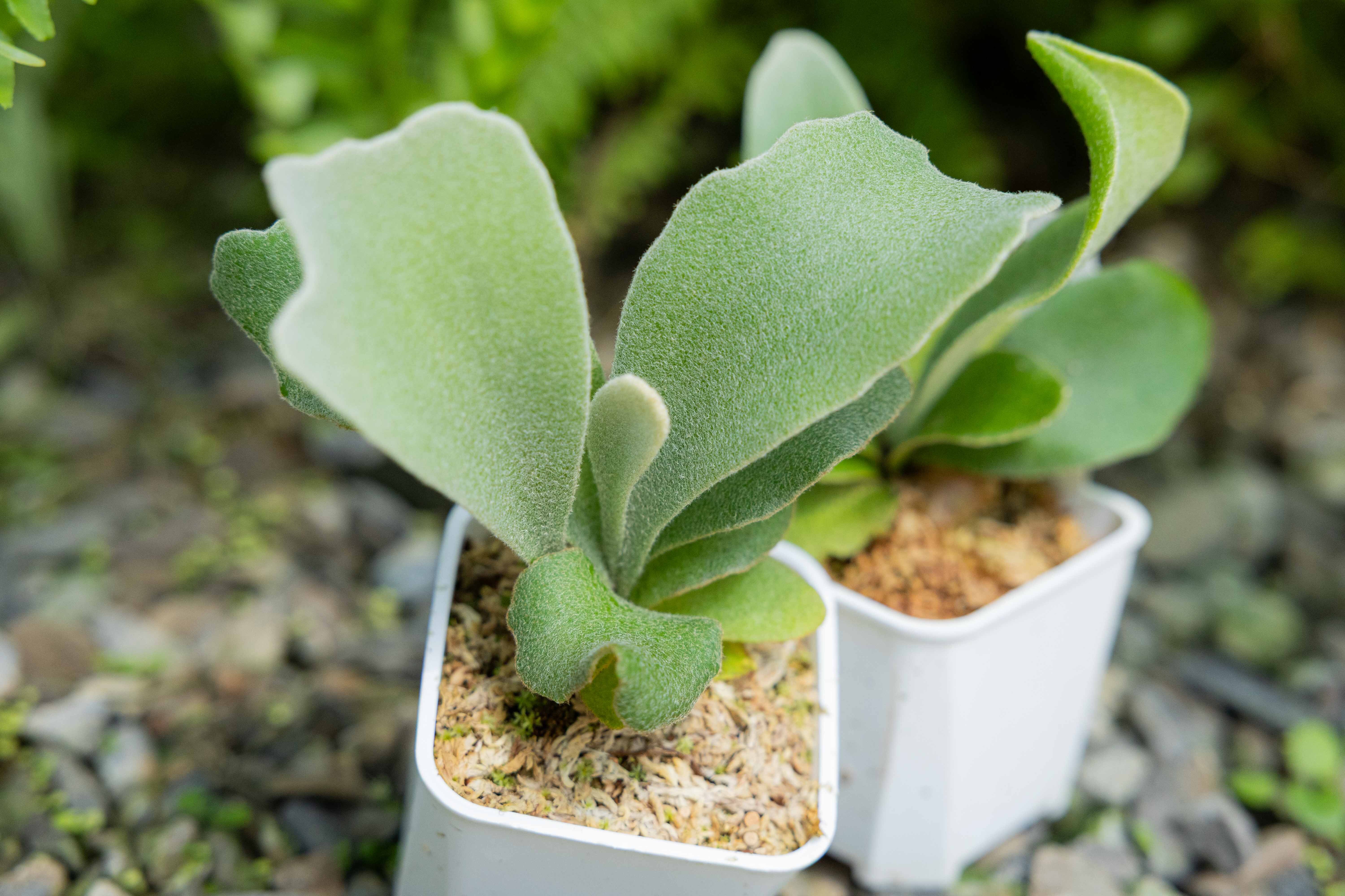 P.Unicorn sporeling