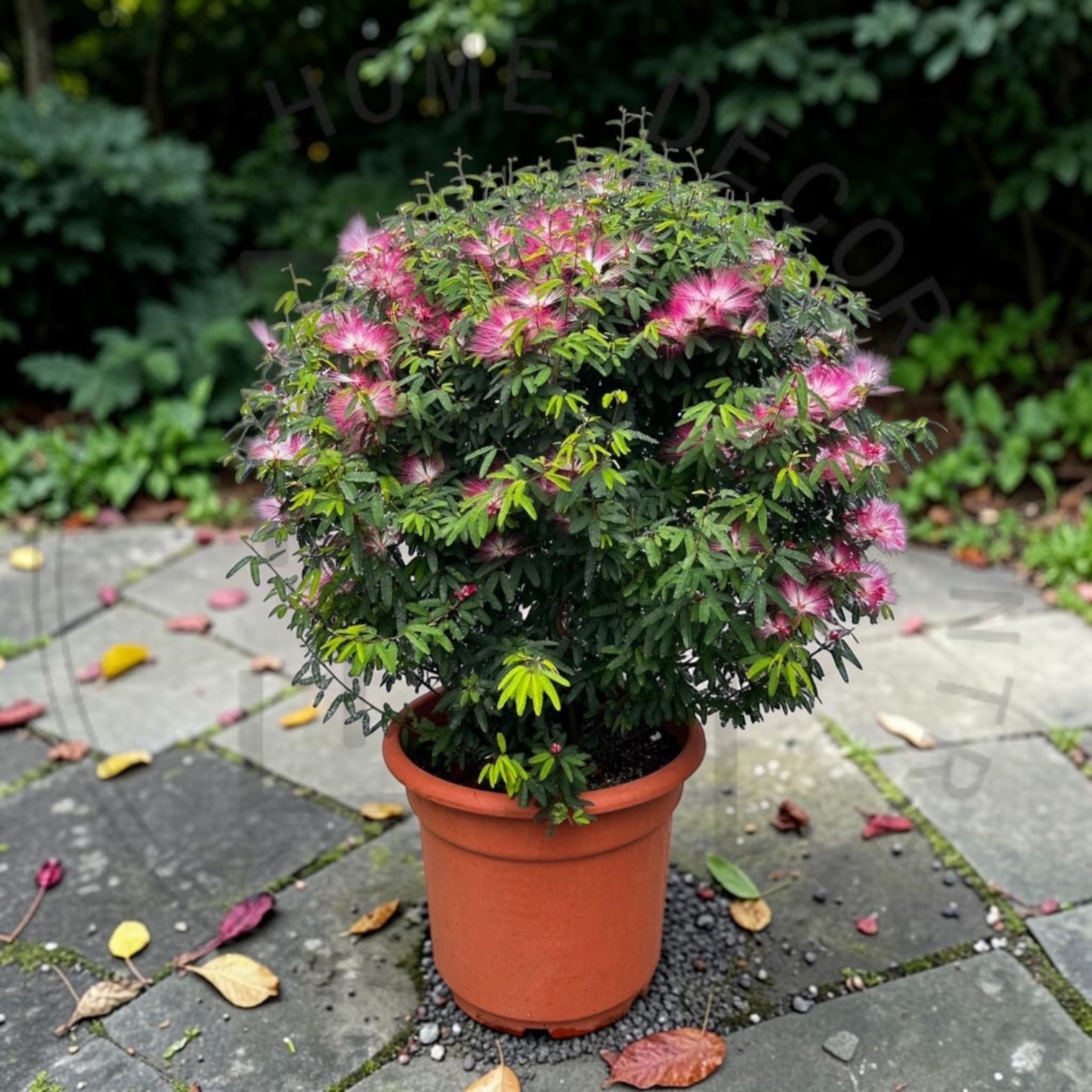 香水合歡