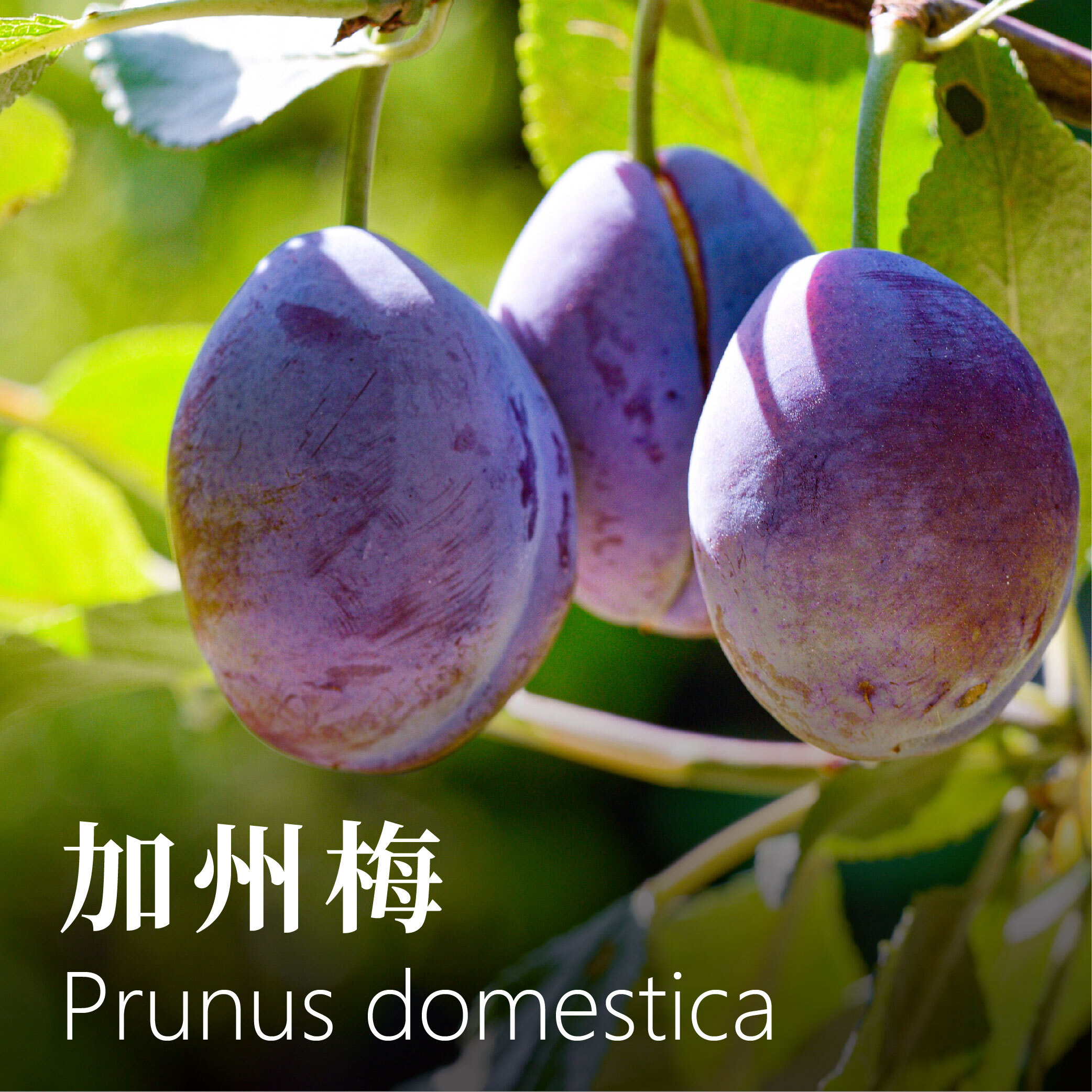 加州梅