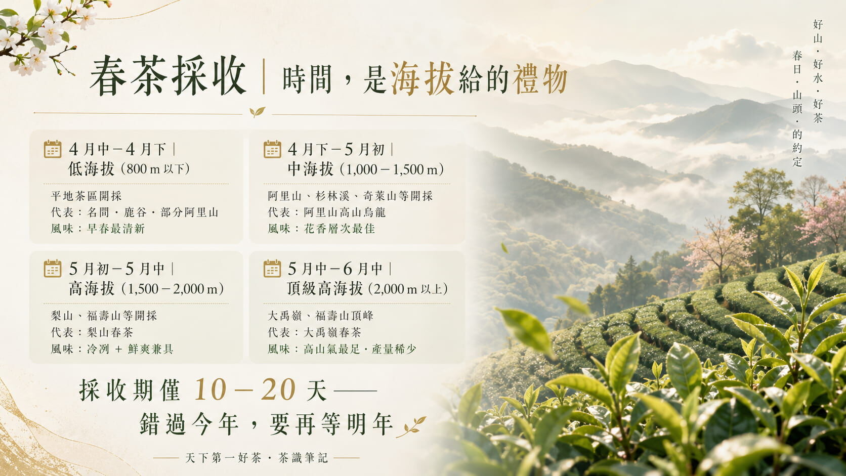 台灣春茶採收時間軸與海拔對應圖,4月中至6月中依低中高海拔的採收時段與代表產區