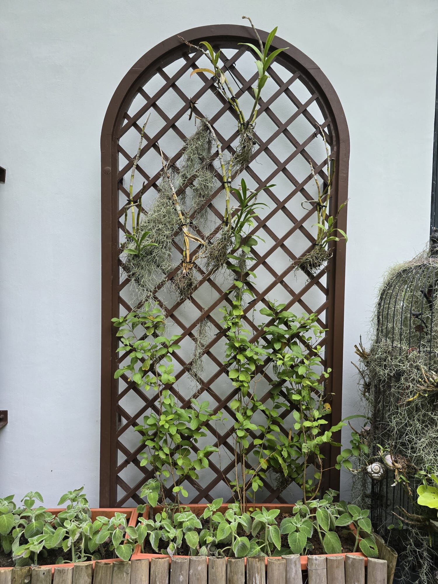 Outdoor Balau Wood