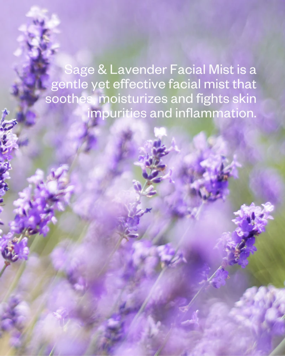A dreamy, soft-focus scenic view of a vibrant purple lavender field under gentle sunlight, capturing the pure, natural, and therapeutic botanical essence of Flow Cosmetics ingredients.