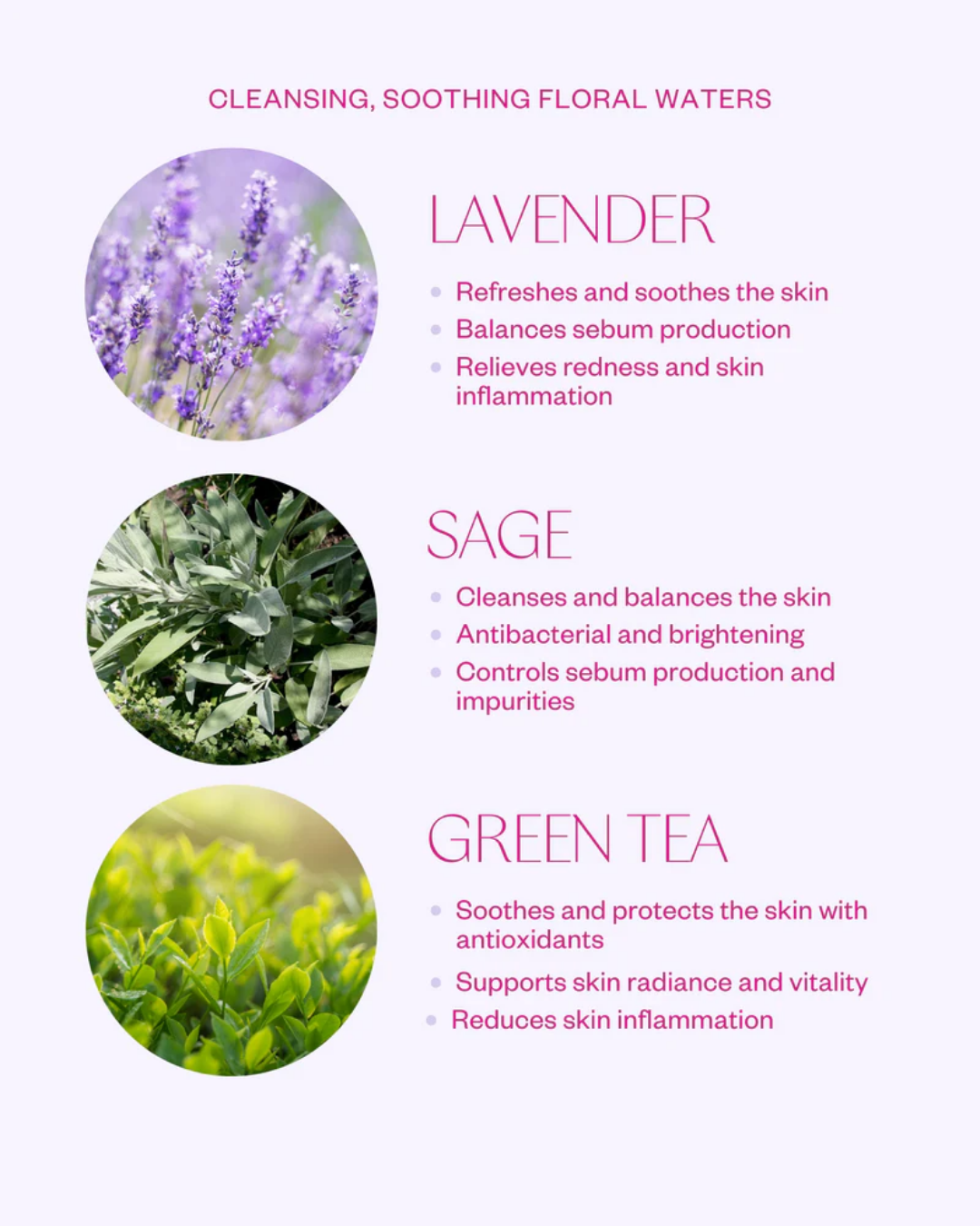 A clean educational infographic detailing the three key botanical ingredients of the facial mist: Lavender for soothing and oil balance, Sage for deep purification and antibacterial defense, and Green Tea for potent antioxidant protection and brightness. Each ingredient is presented inside a neat circular photo.