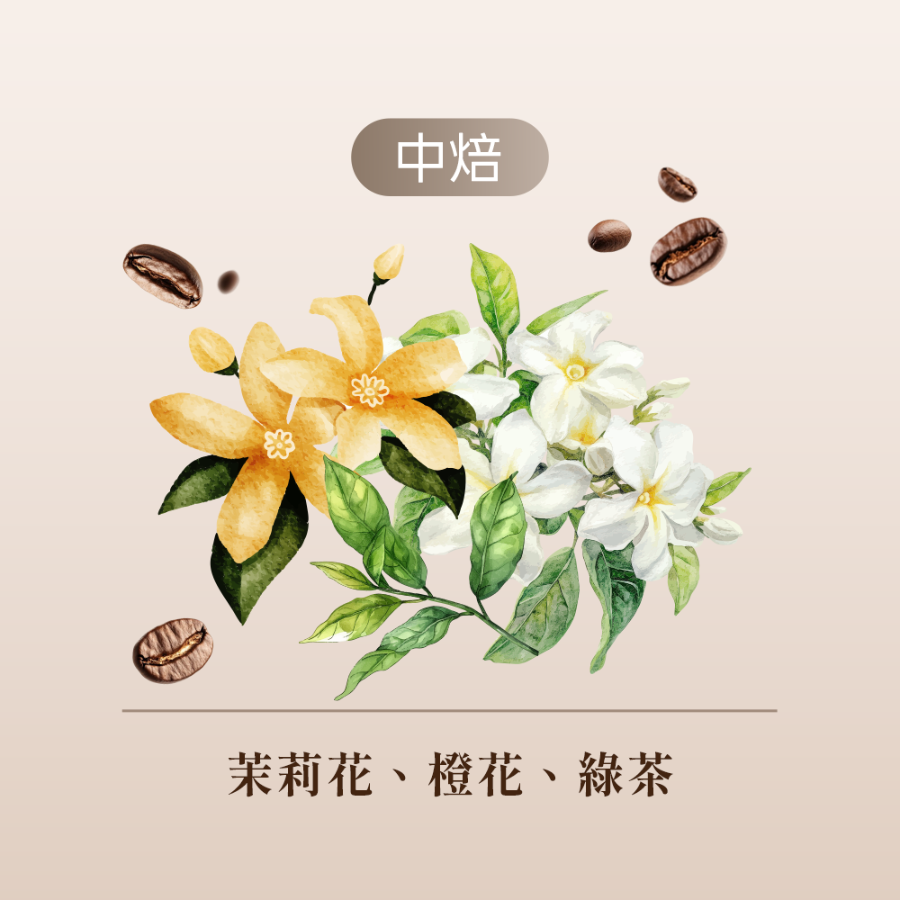 印尼 茉莉花