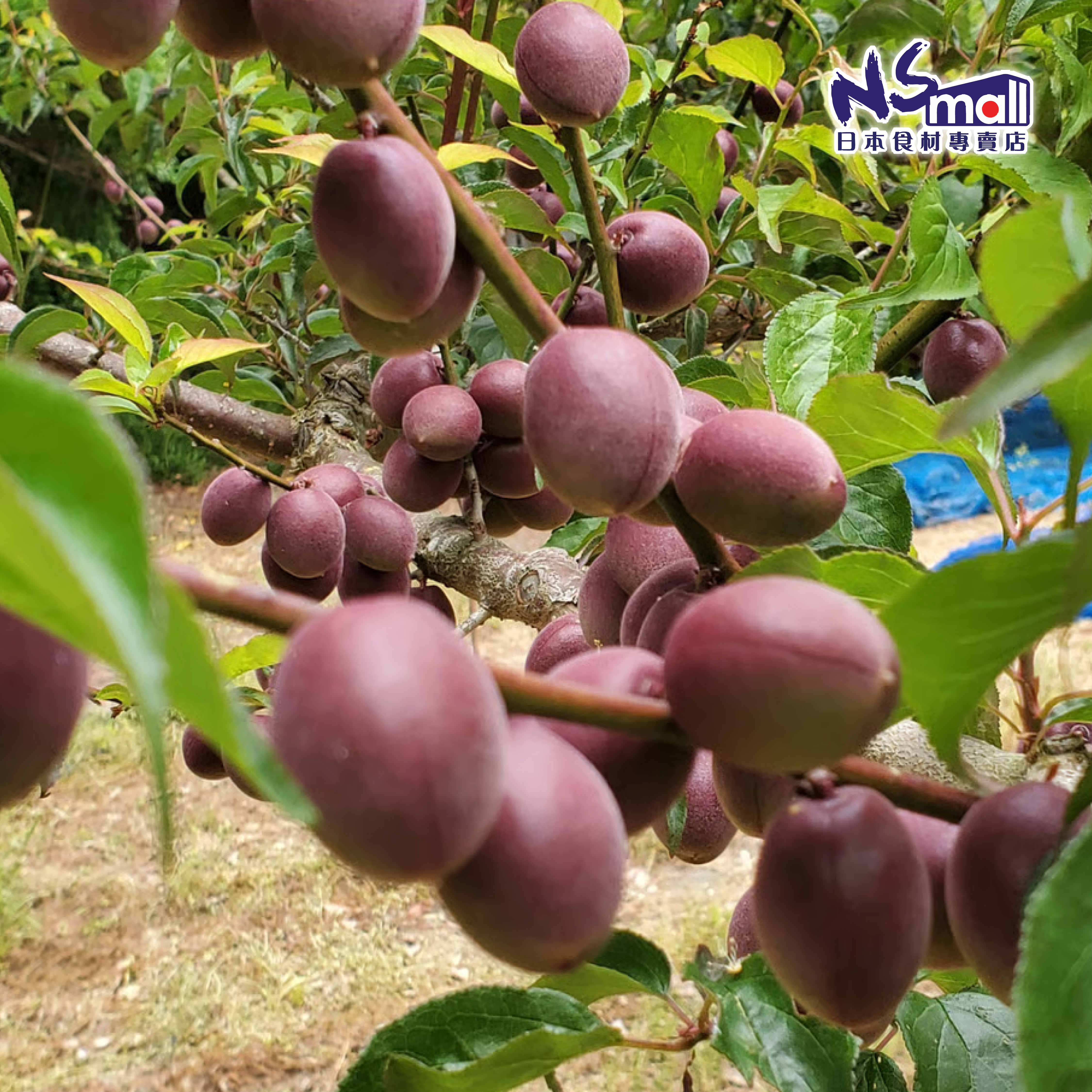 和歌山 紫寶梅 2L 約5KG/箱 (預訂 最快5月30日出貨)