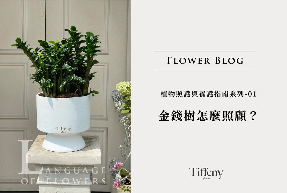 金錢樹照顧方法