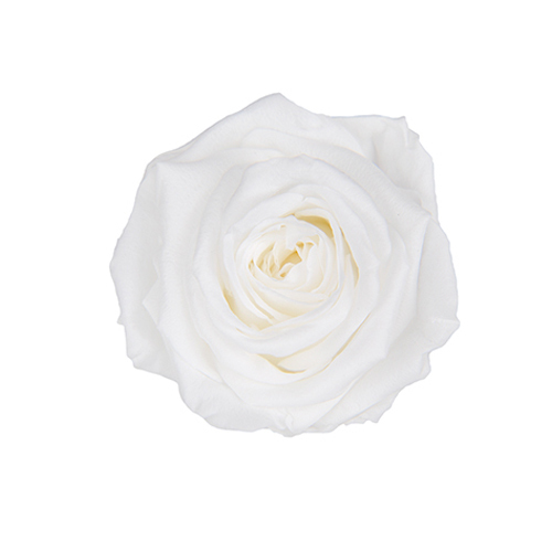 FL0300-01 Pearl White｜4-5公分 8輪｜Florever