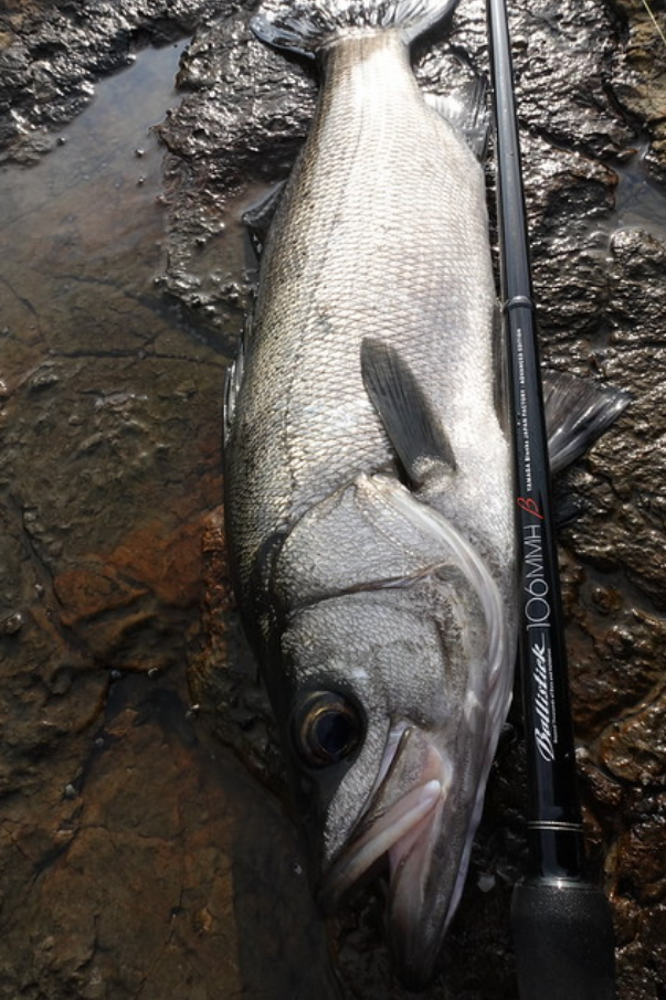 YAMAGA Blanks NEW-DAWN Limited Model