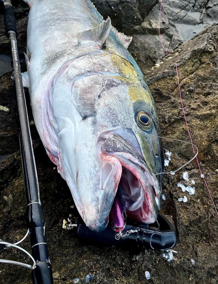 Ripple Fisher RunnerExceed