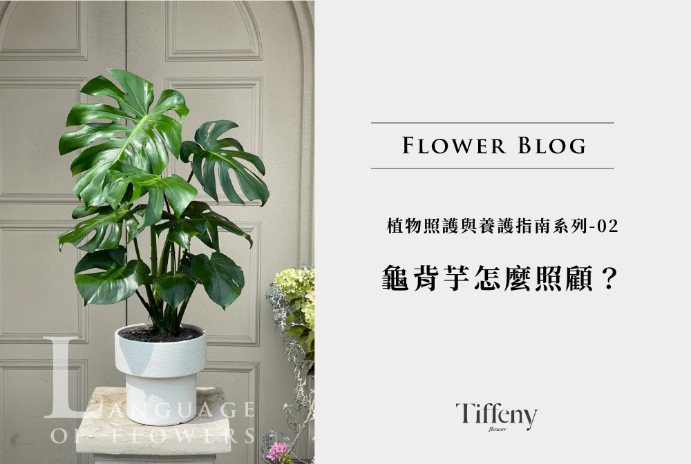 龜背芋照顧