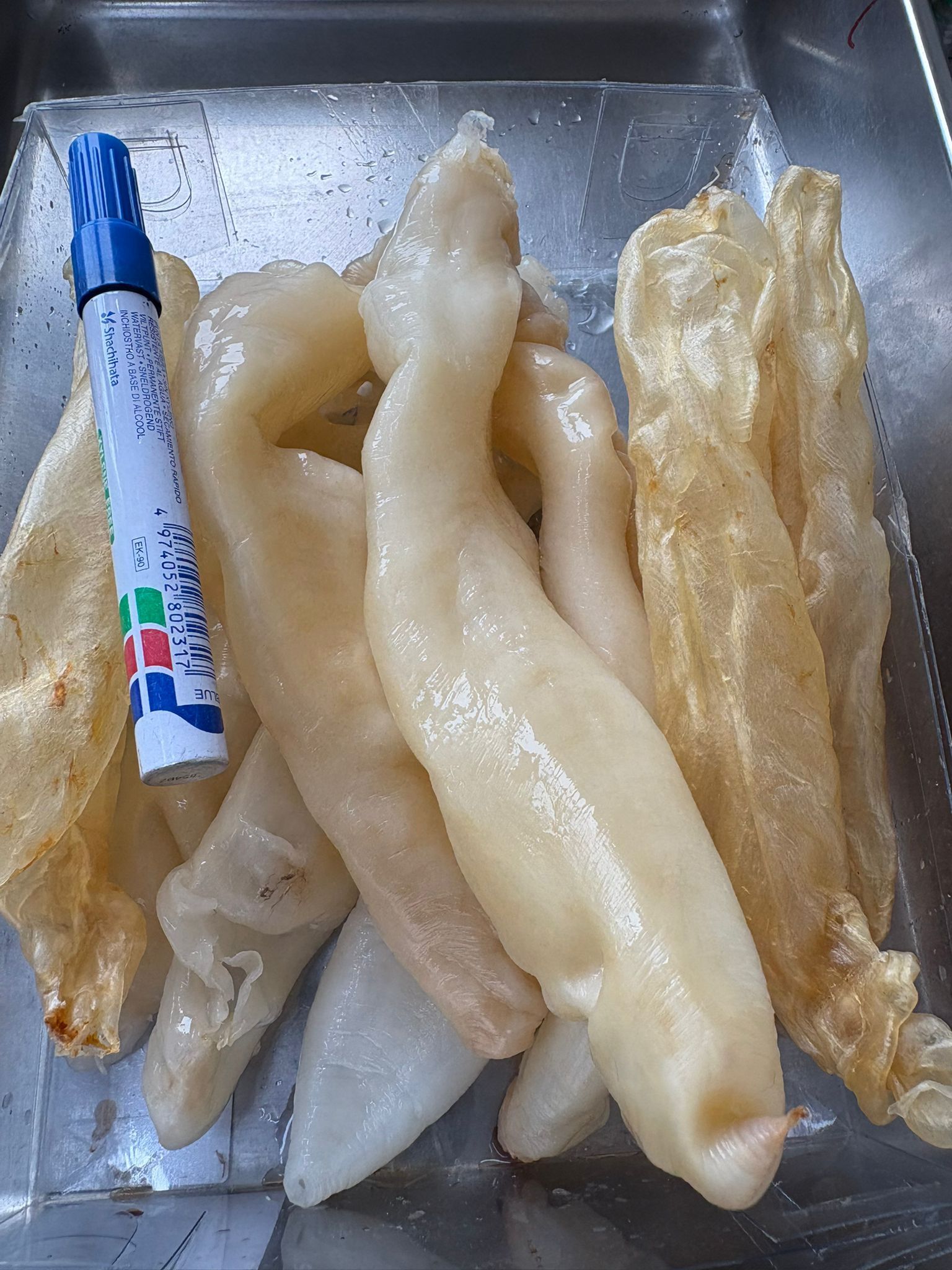 Z257 鹹水花膠筒200g,盒裝, 約有10-13隻, 送80g6頭鮑魚1罐 $498