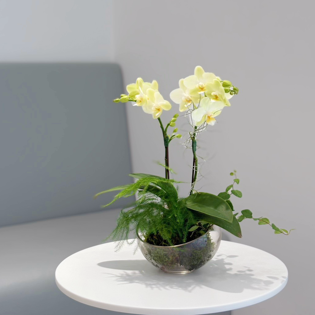 蘭花組盆課程【苔蘊蘭景】
