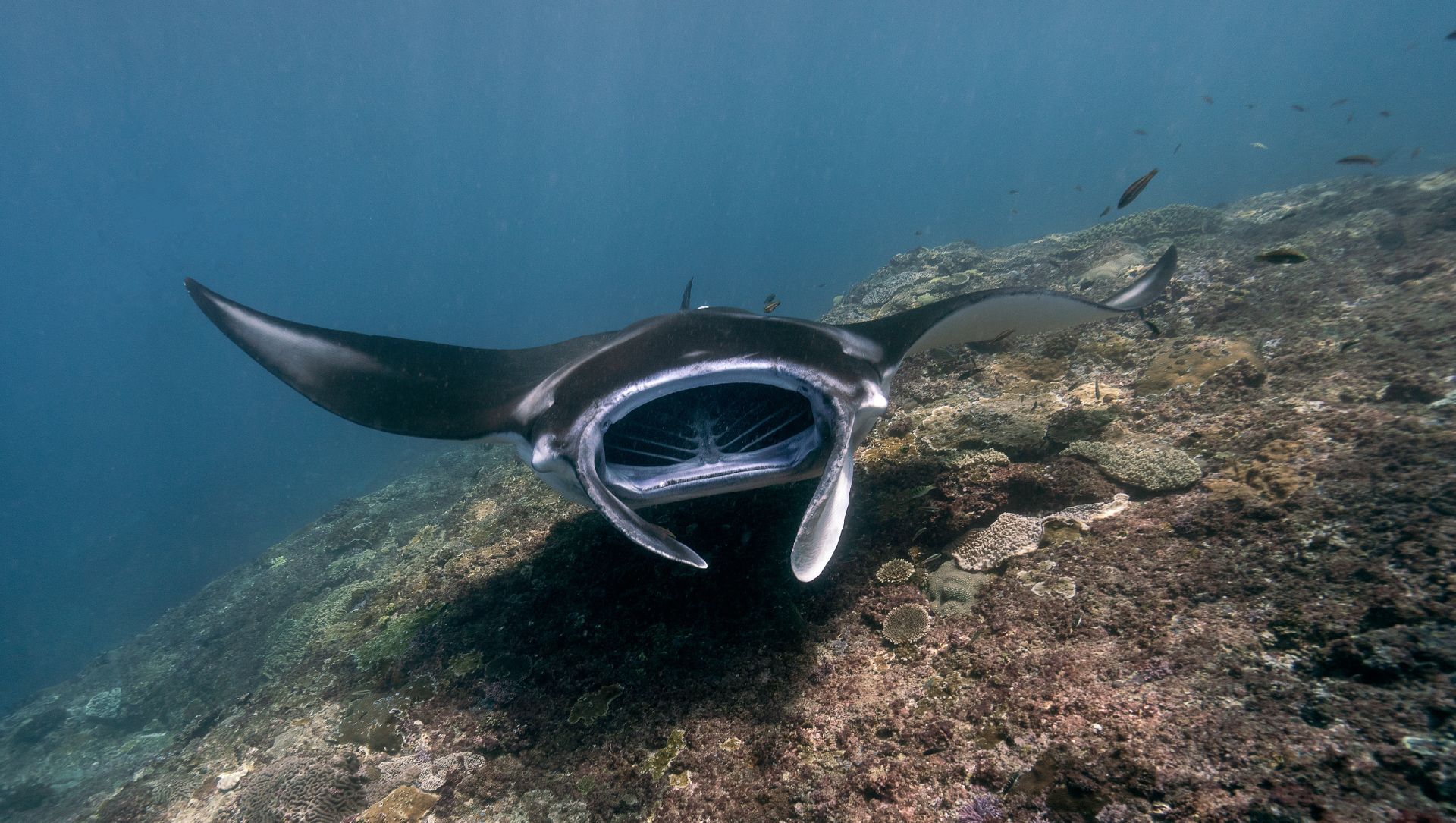 石垣島川平石崎潛點的巨大鬼蝠魟 (Manta Ray),是八重山群島最具代表性的海洋生物