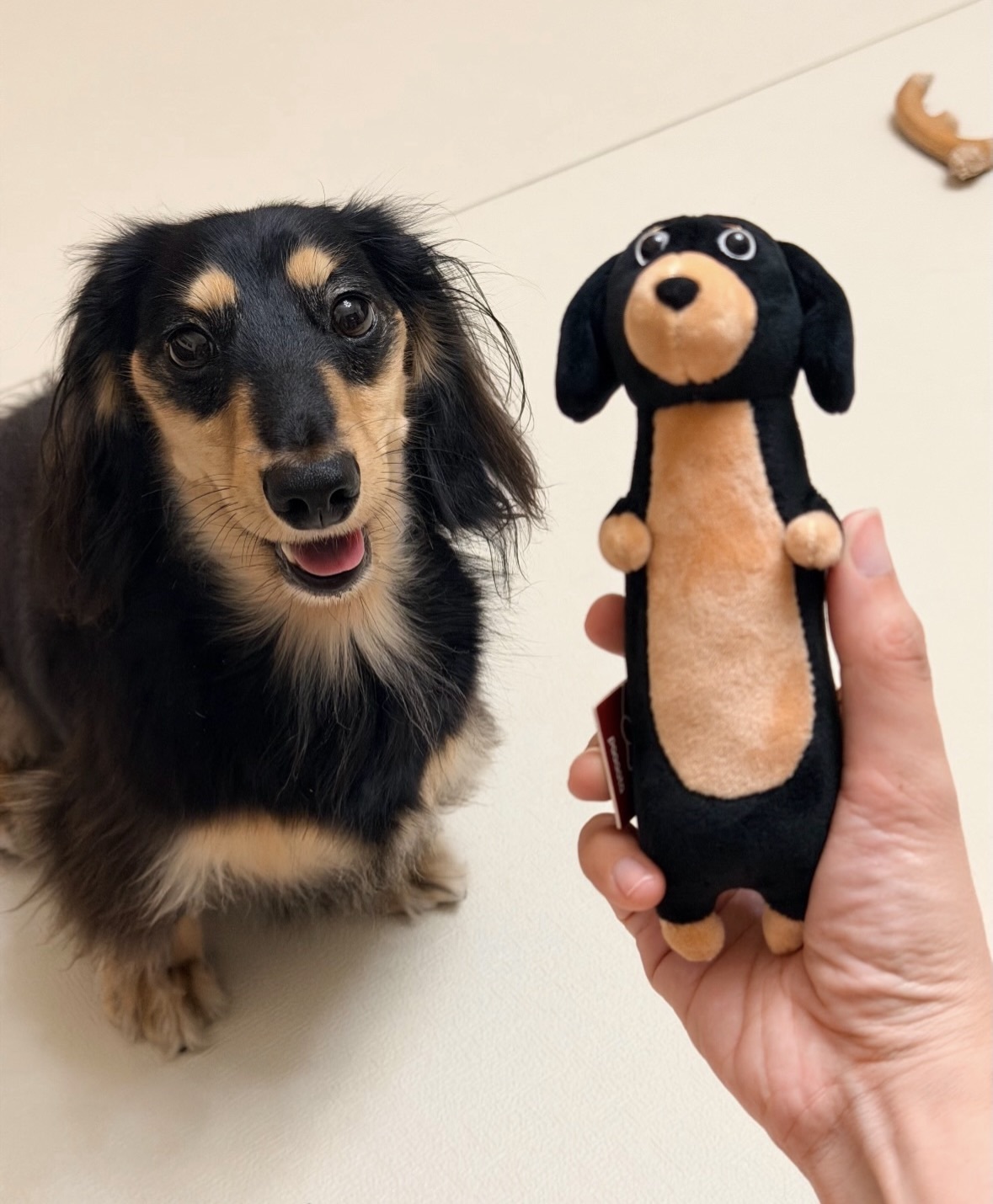 官方正版 PAAAATA 臘腸狗靈感系列毛絨掛件 🐶