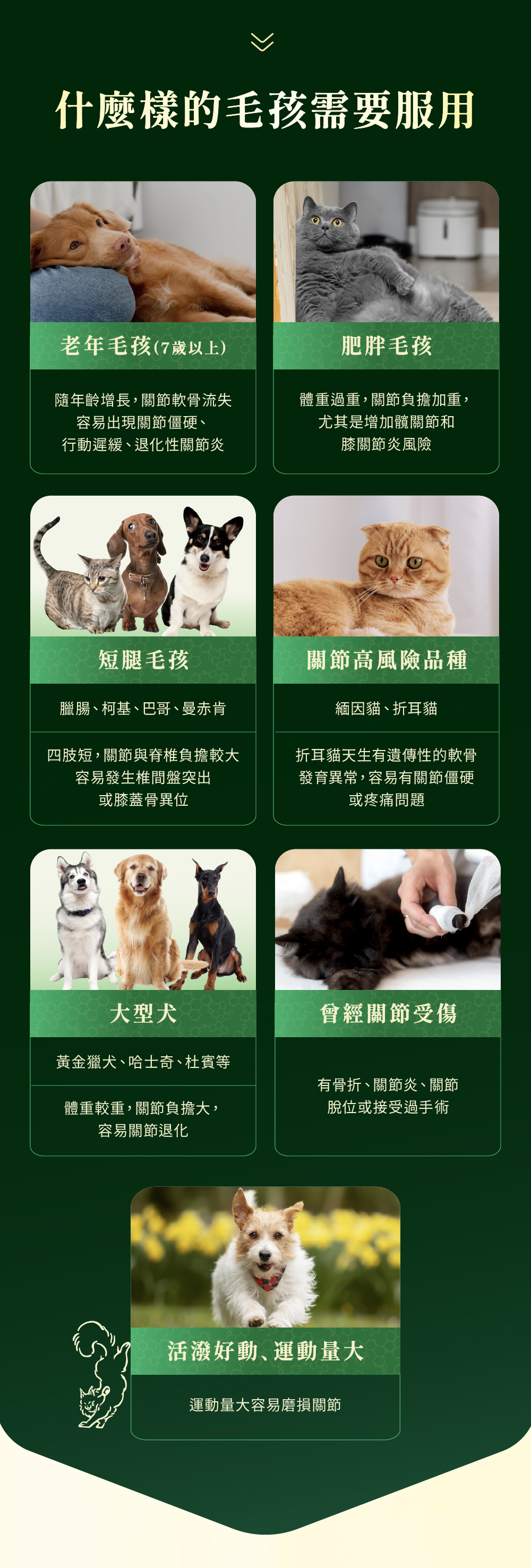 Jadever NMN關節超能精萃10入組（30顆/盒） 商品介紹圖 4