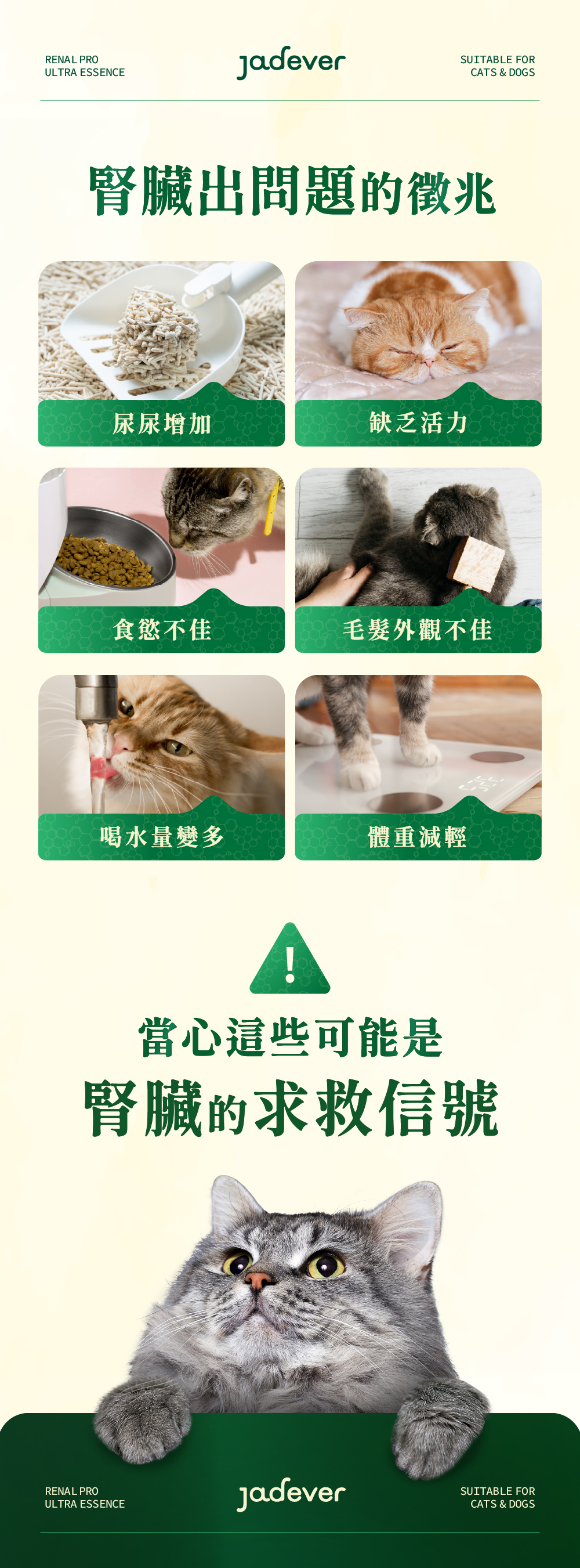 Jadever 護腎超導精華6入組 50ml / 瓶 商品介紹圖 7