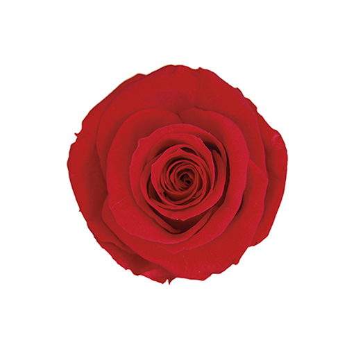FL0300-05 Cherry Red｜4-5公分 8輪｜Florever